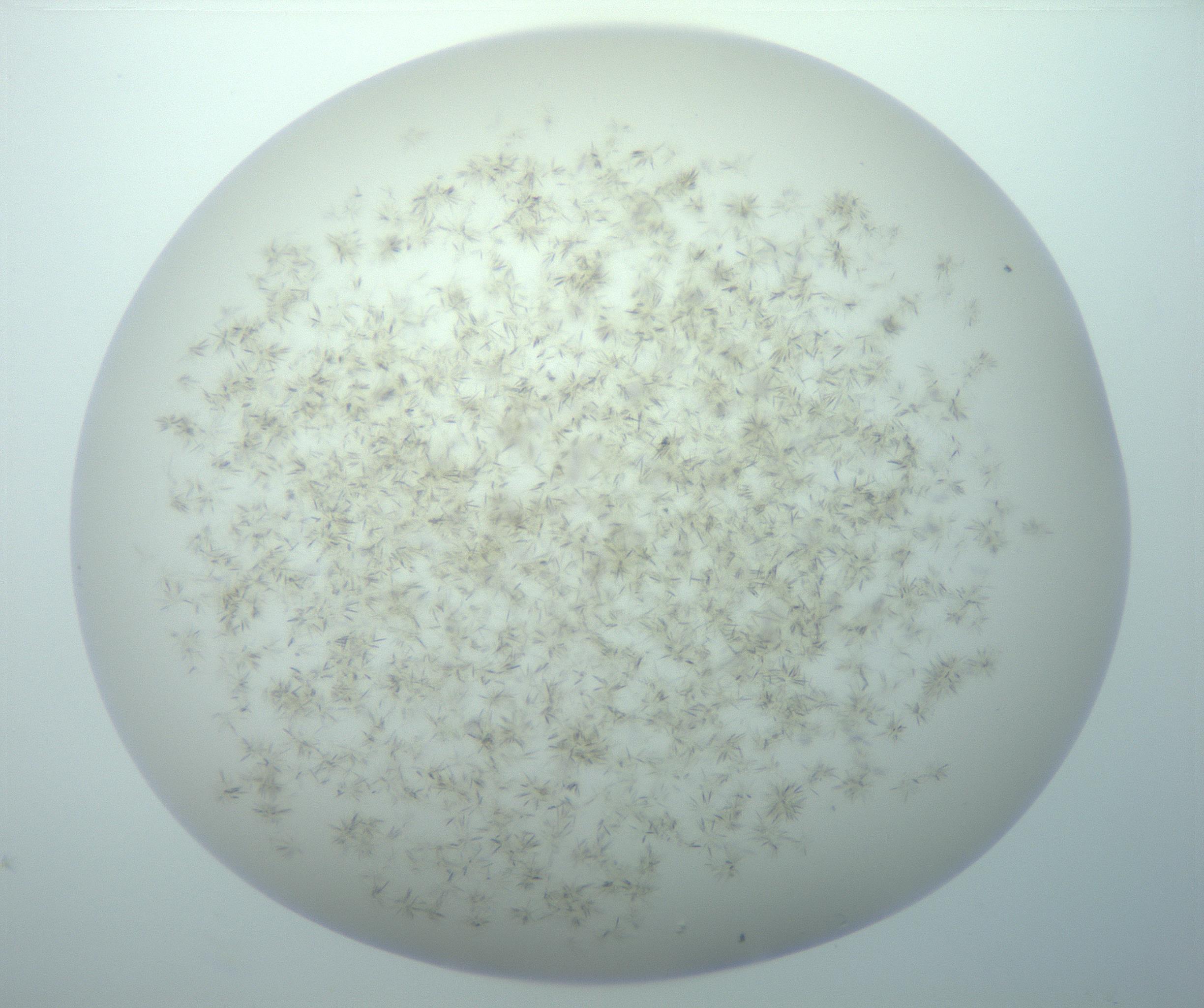 RI01_03_000_0212_Proj1_Clon1_MC_0000MC103192_007_170105_04_08_02_00_99_002_001_RAI.jpg