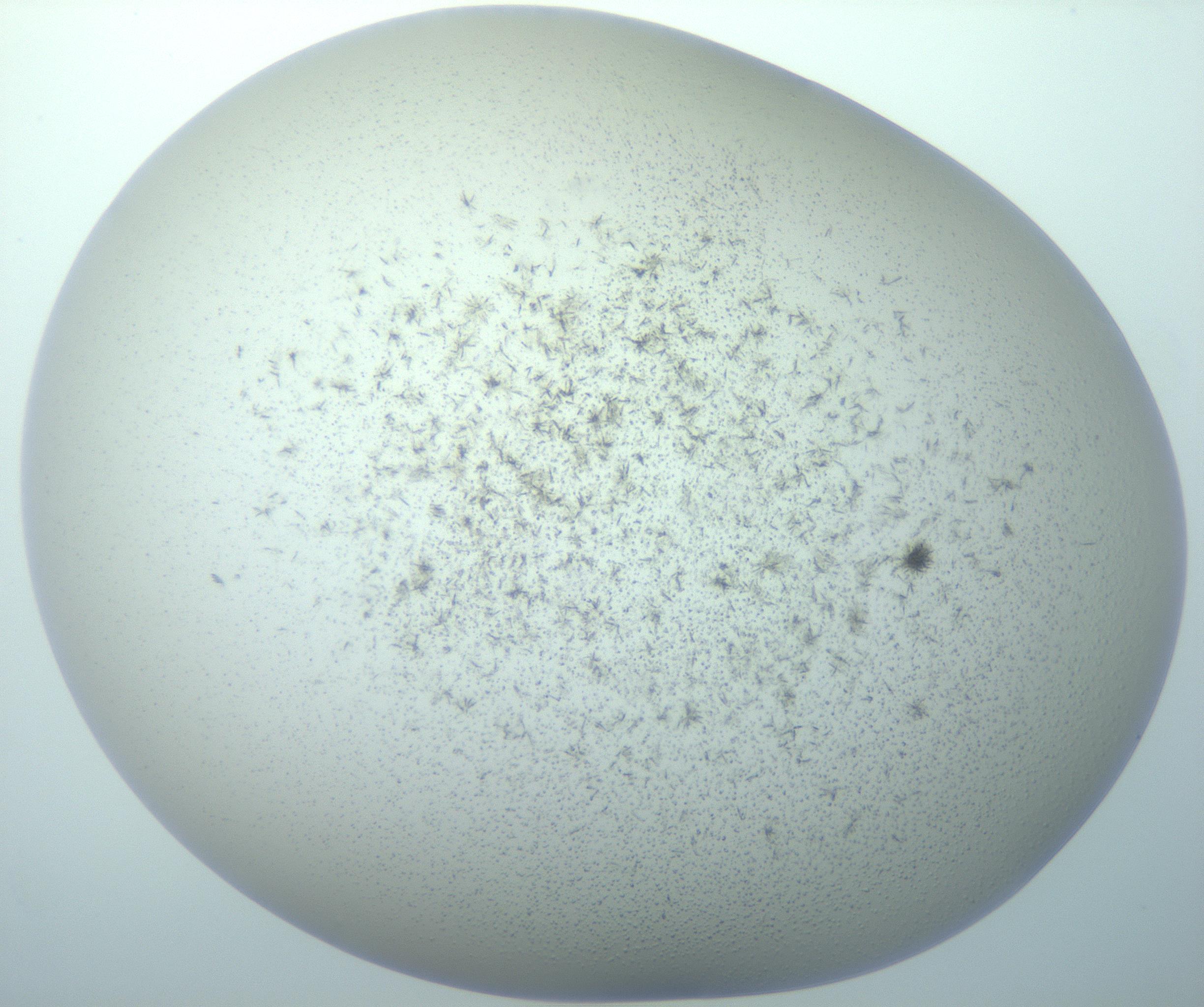 RI01_03_000_0212_Proj1_Clon1_MC_0000MC103192_007_170105_05_01_01_00_99_002_001_RAI.jpg
