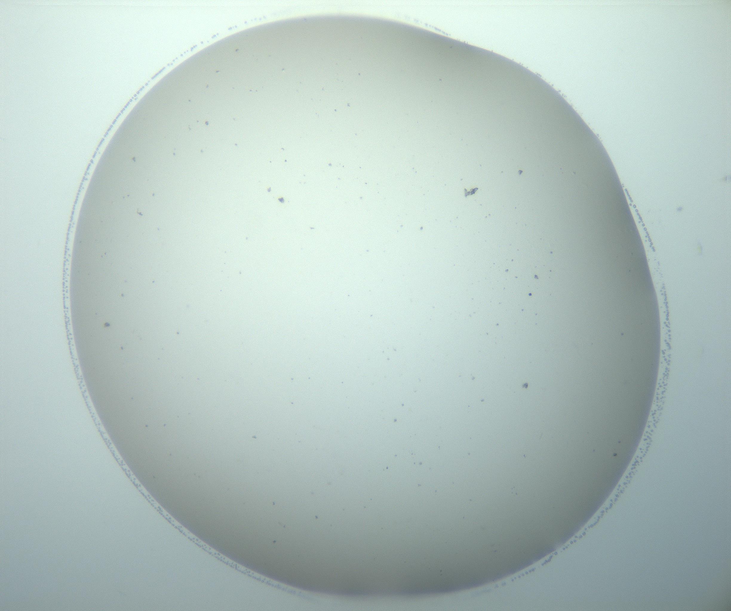 RI01_03_000_0212_Proj1_Clon1_MC_0000MC103192_007_170105_05_02_02_00_99_002_001_RAI.jpg