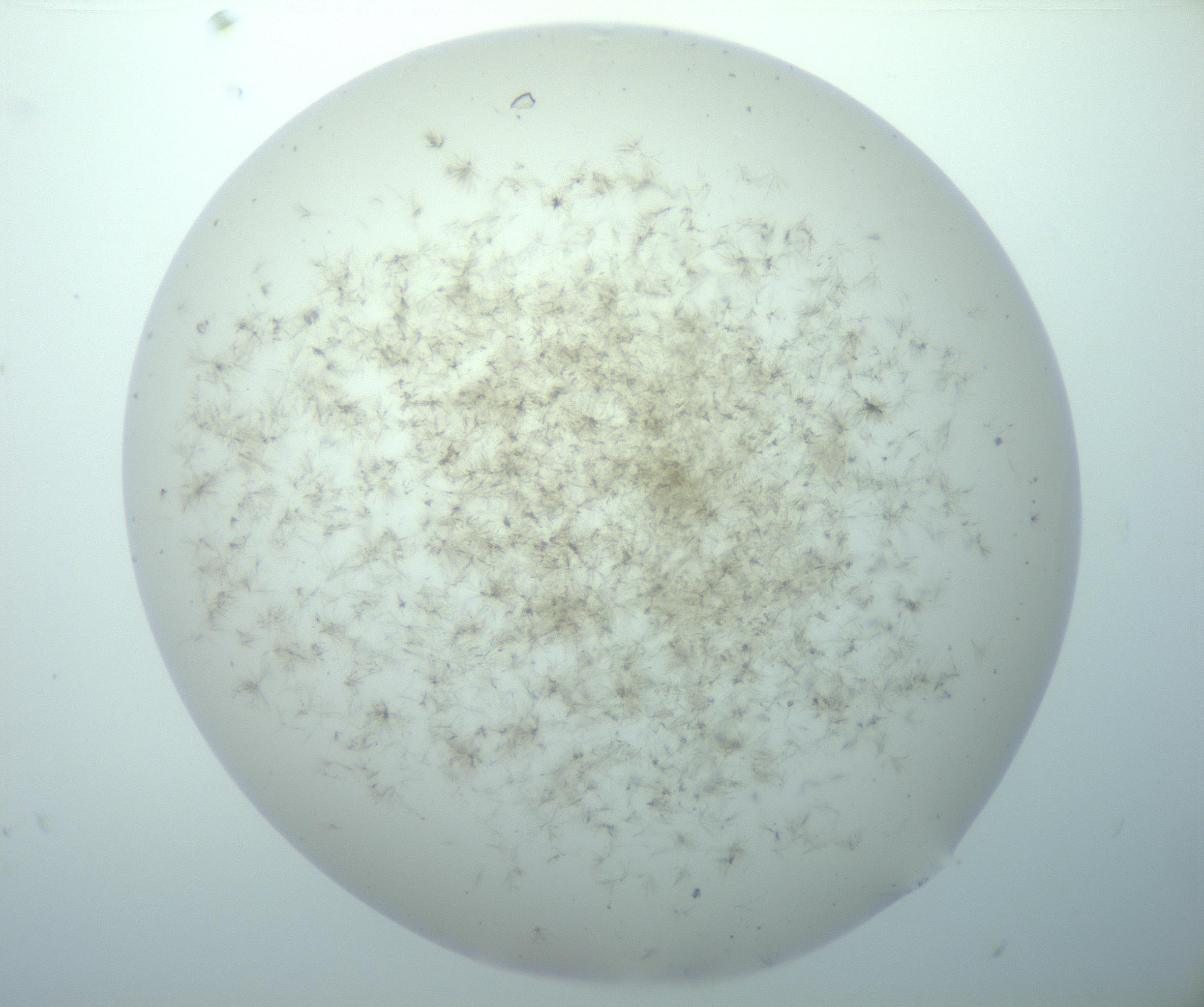 RI01_03_000_0212_Proj1_Clon1_MC_0000MC103192_007_170105_06_03_02_00_99_002_001_RAI.jpg