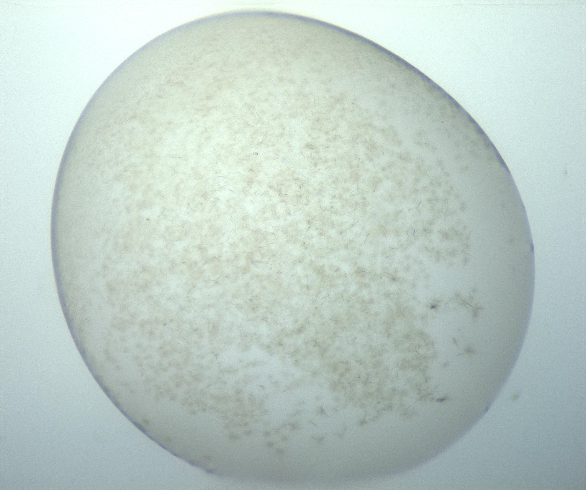 RI01_03_000_0212_Proj1_Clon1_MC_0000MC103192_007_170105_07_02_01_00_99_002_001_RAI.jpg