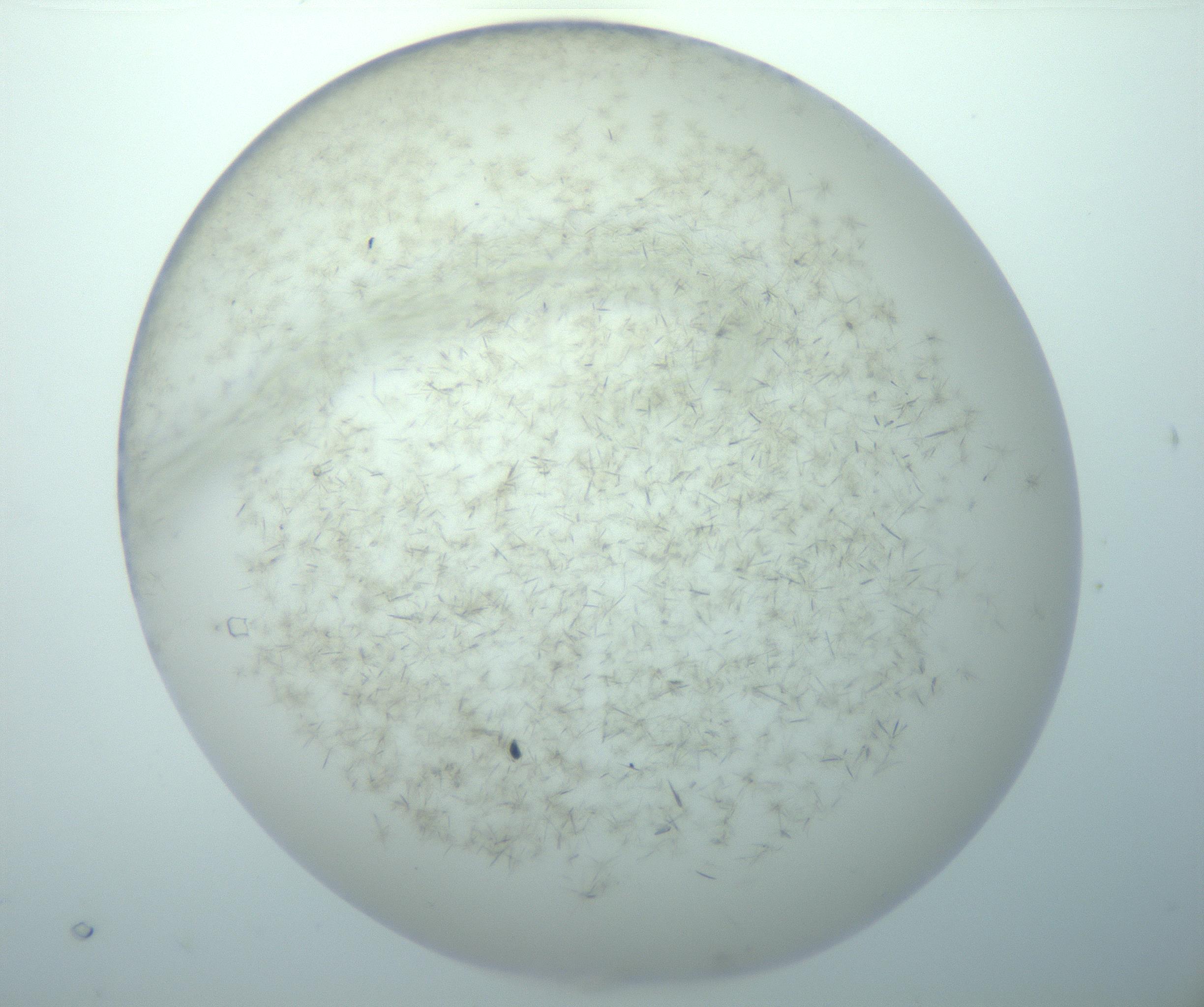 RI01_03_000_0212_Proj1_Clon1_MC_0000MC103192_007_170105_07_02_02_00_99_002_001_RAI.jpg