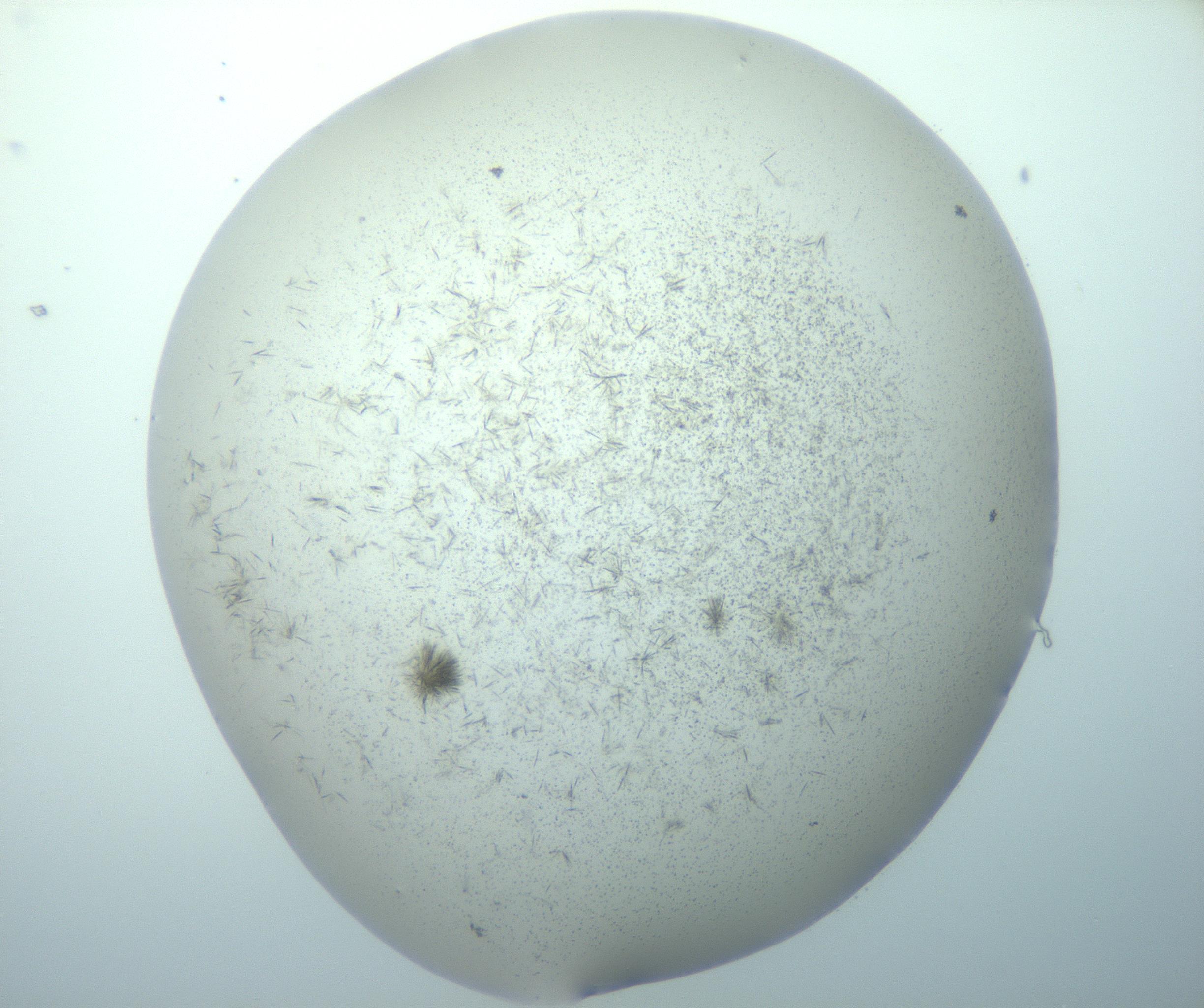 RI01_03_000_0212_Proj1_Clon1_MC_0000MC103192_007_170105_07_03_01_00_99_002_001_RAI.jpg