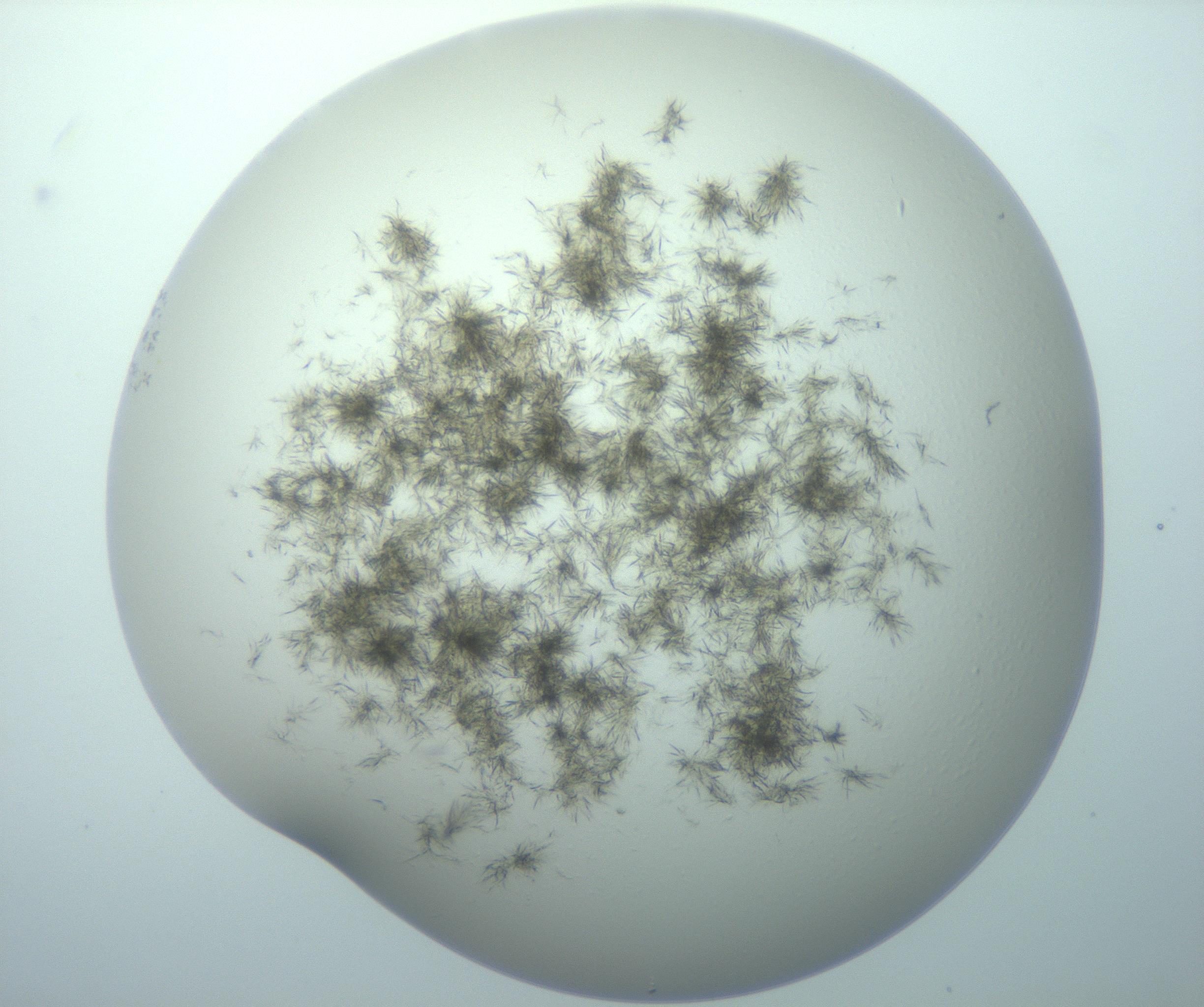 RI01_03_000_0212_Proj1_Clon1_MC_0000MC103192_007_170105_07_08_01_00_99_002_001_RAI.jpg
