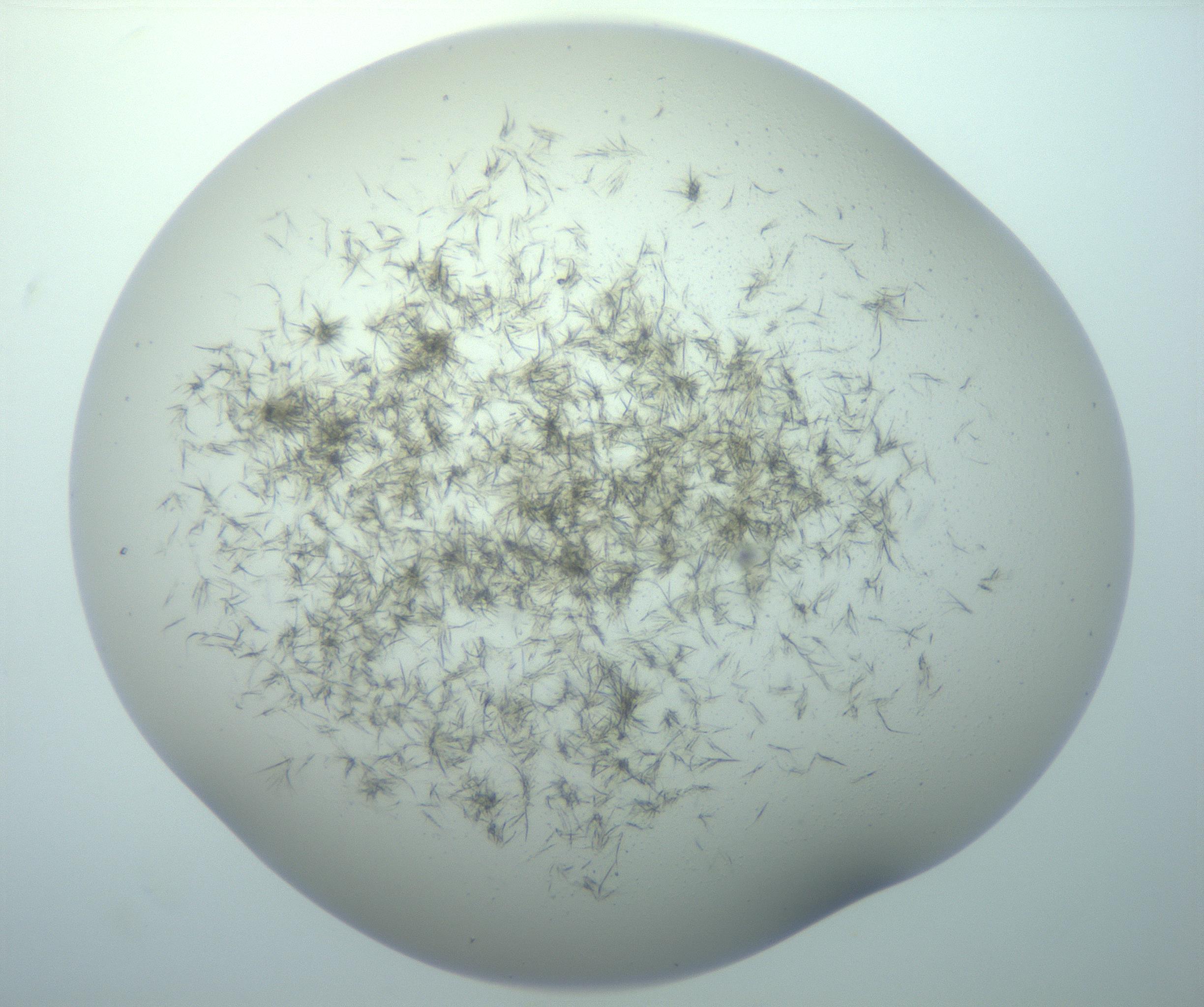 RI01_03_000_0212_Proj1_Clon1_MC_0000MC103192_007_170105_07_08_02_00_99_002_001_RAI.jpg