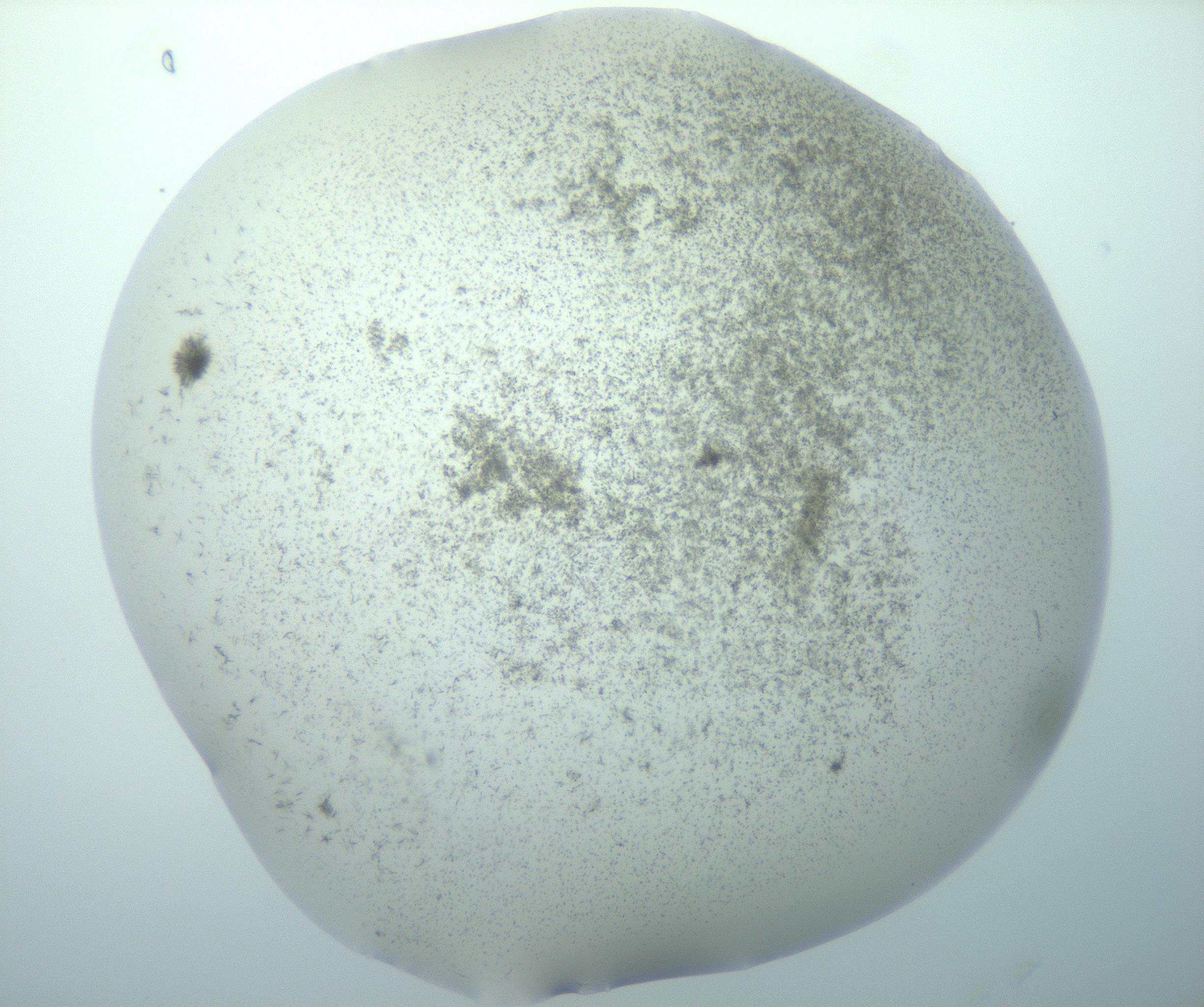 RI01_03_000_0212_Proj1_Clon1_MC_0000MC103192_007_170105_08_03_01_00_99_002_001_RAI.jpg