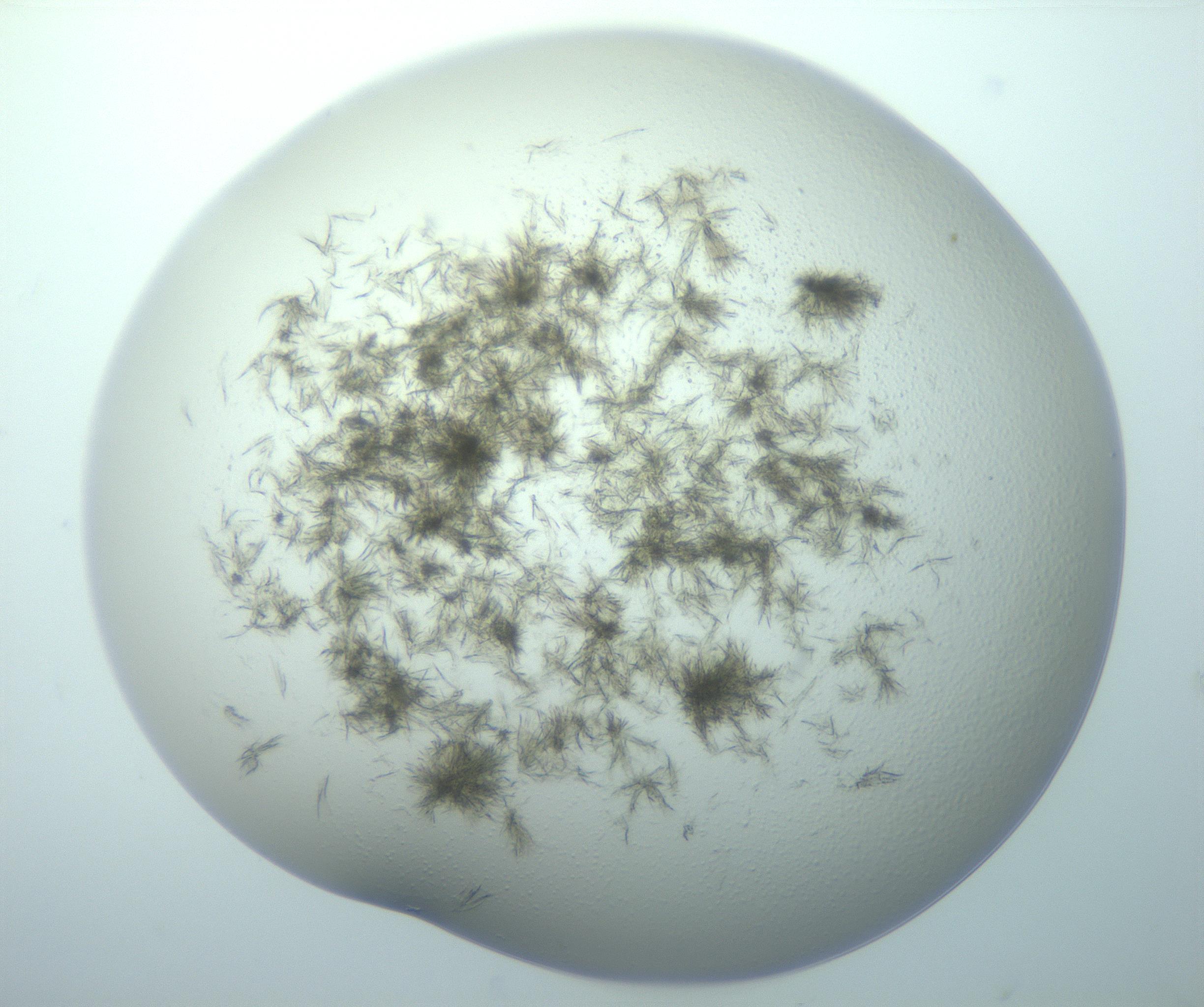 RI01_03_000_0212_Proj1_Clon1_MC_0000MC103192_007_170105_08_08_01_00_99_002_001_RAI.jpg