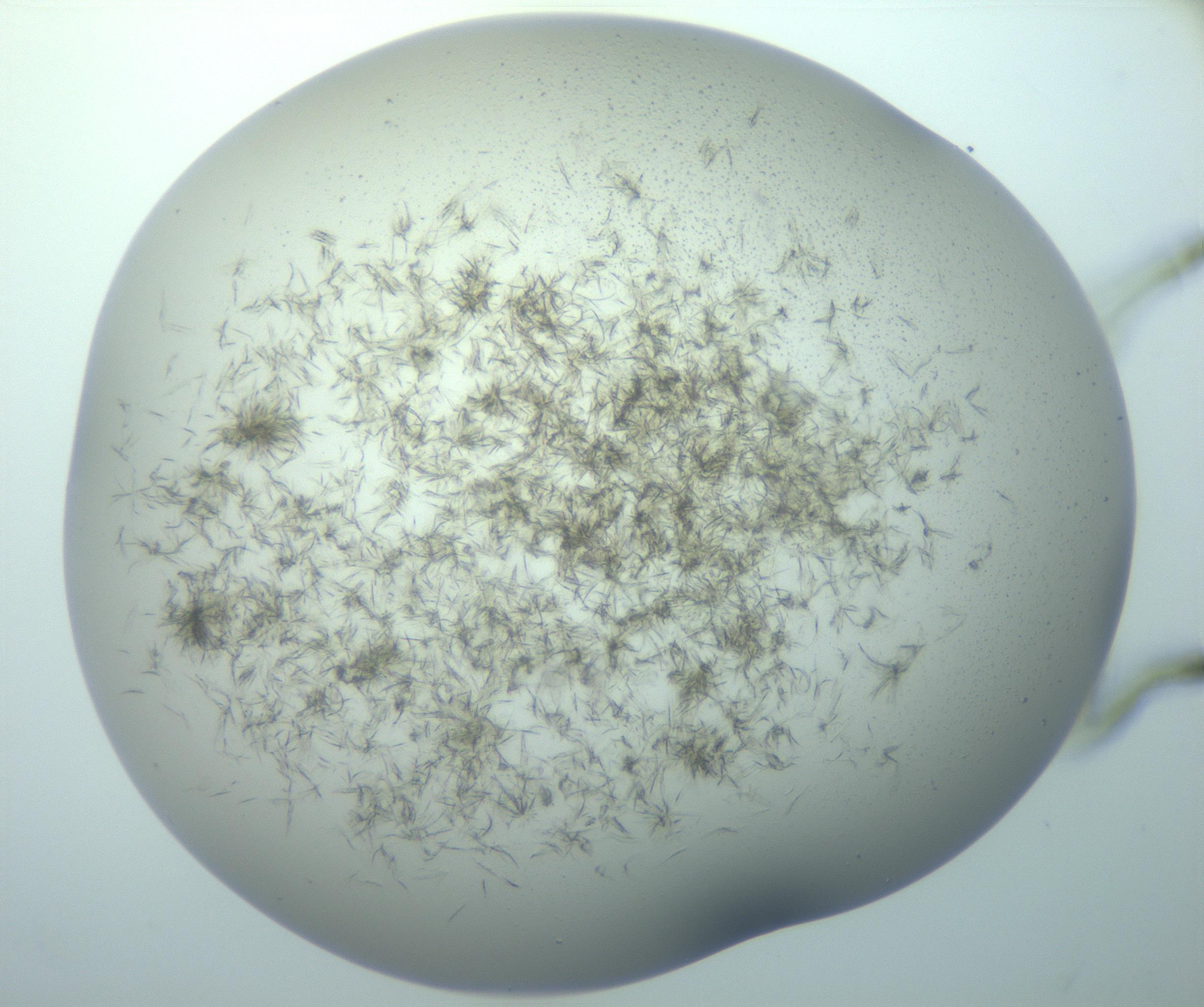 RI01_03_000_0212_Proj1_Clon1_MC_0000MC103192_007_170105_08_08_02_00_99_002_001_RAI.jpg