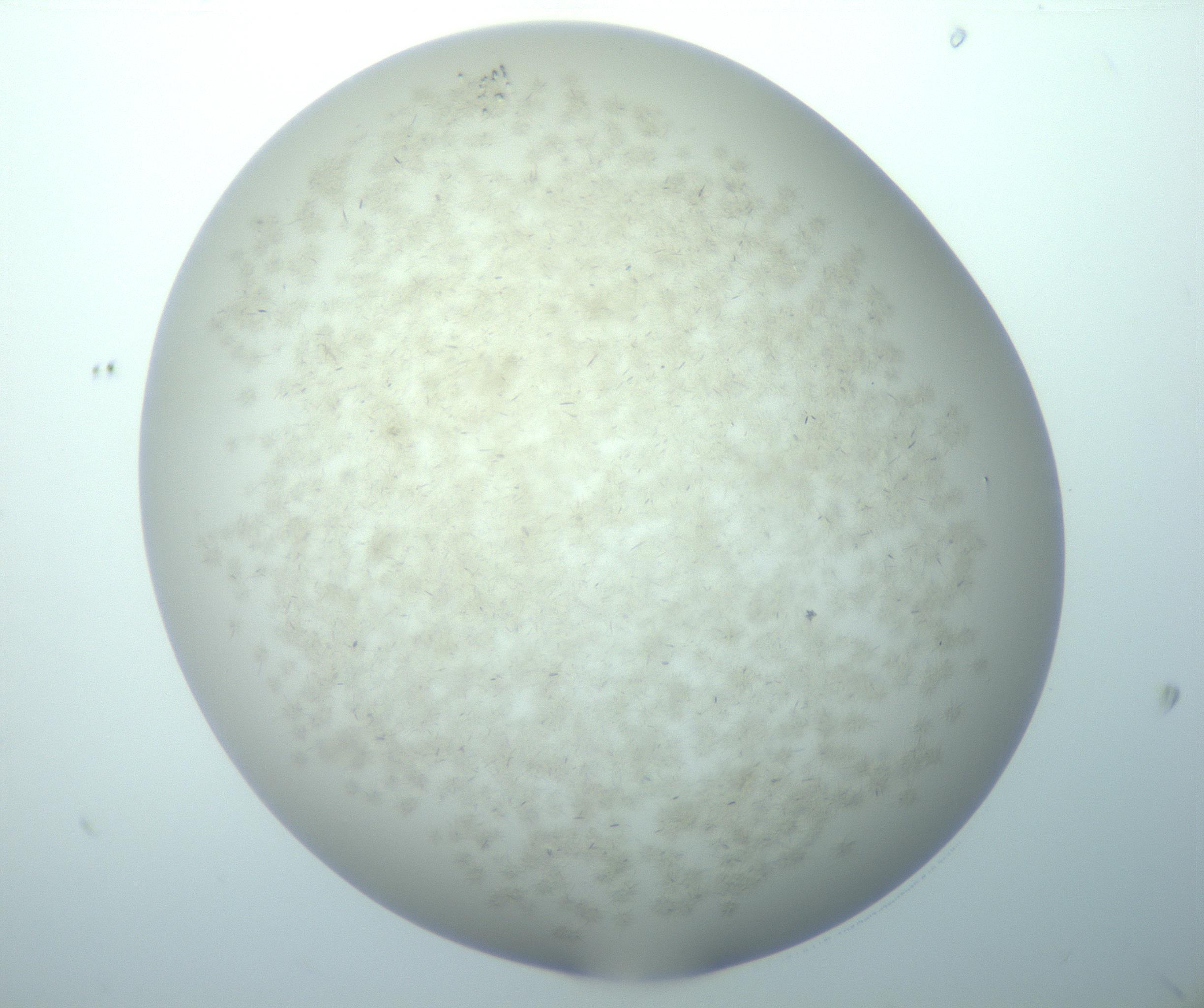 RI01_03_000_0212_Proj1_Clon1_MC_0000MC103192_007_170105_09_02_01_00_99_002_001_RAI.jpg