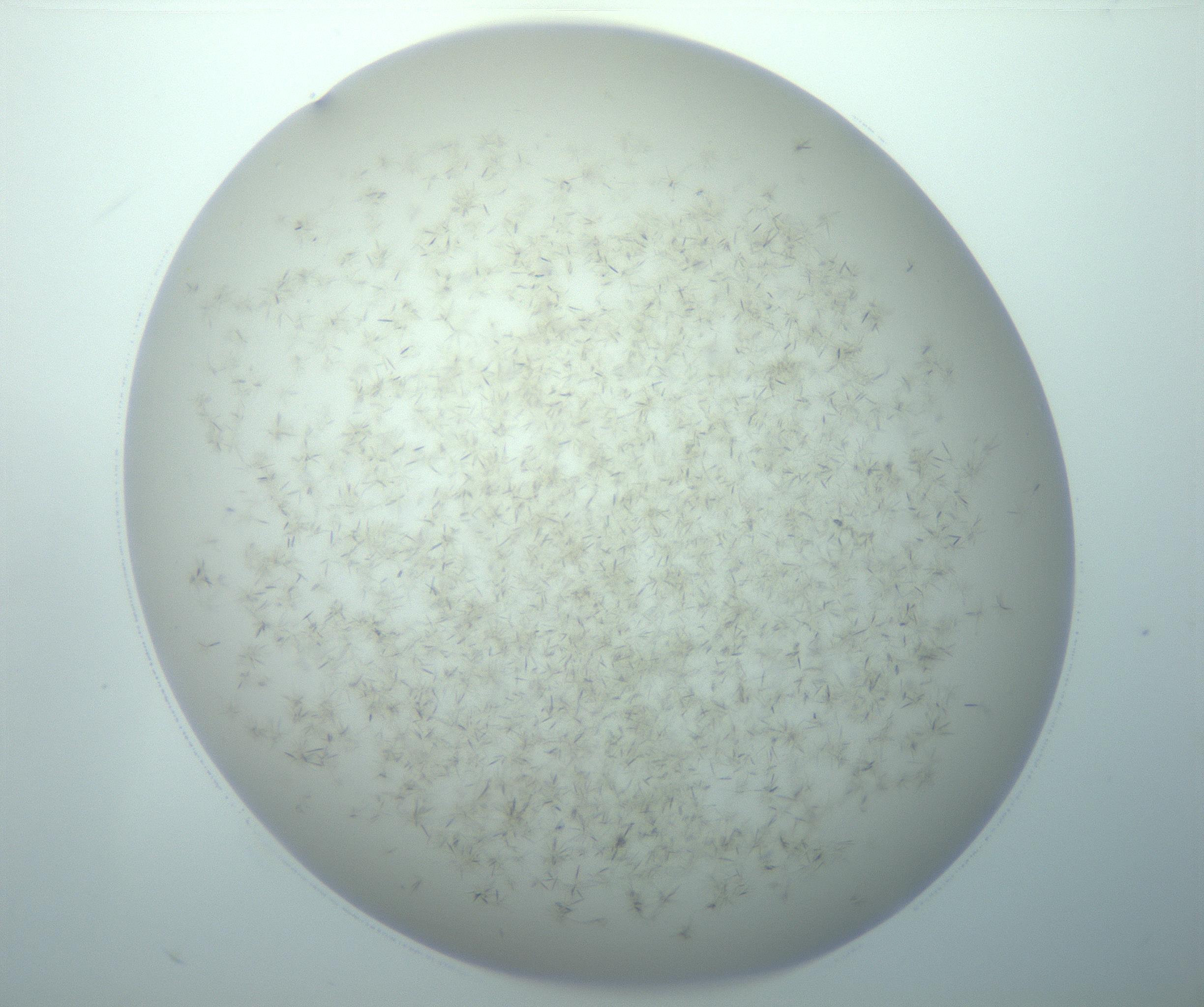 RI01_03_000_0212_Proj1_Clon1_MC_0000MC103192_007_170105_09_02_02_00_99_002_001_RAI.jpg