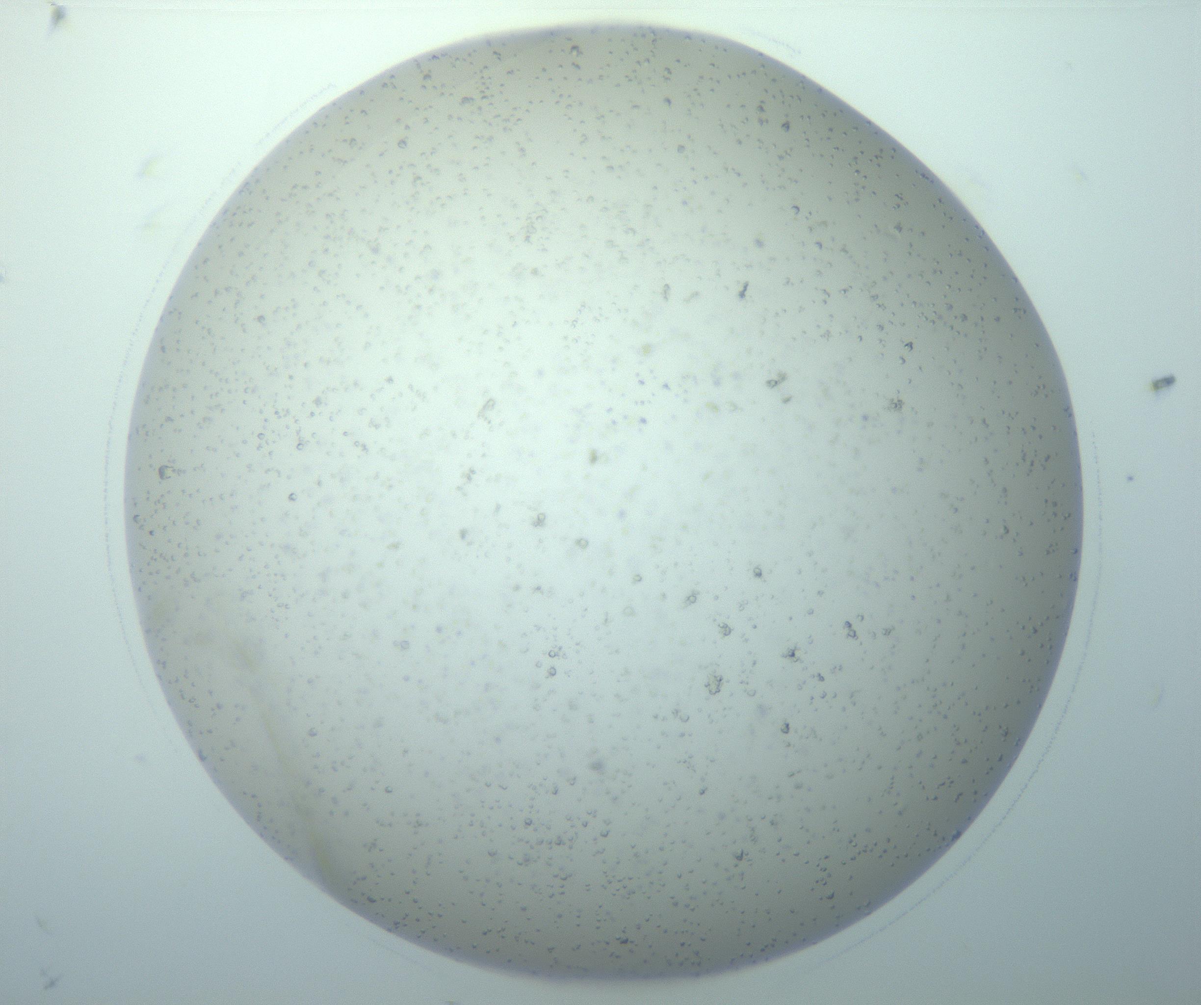 RI01_03_000_0212_Proj1_Clon1_MC_0000MC103192_007_170105_09_05_01_00_99_002_001_RAI.jpg