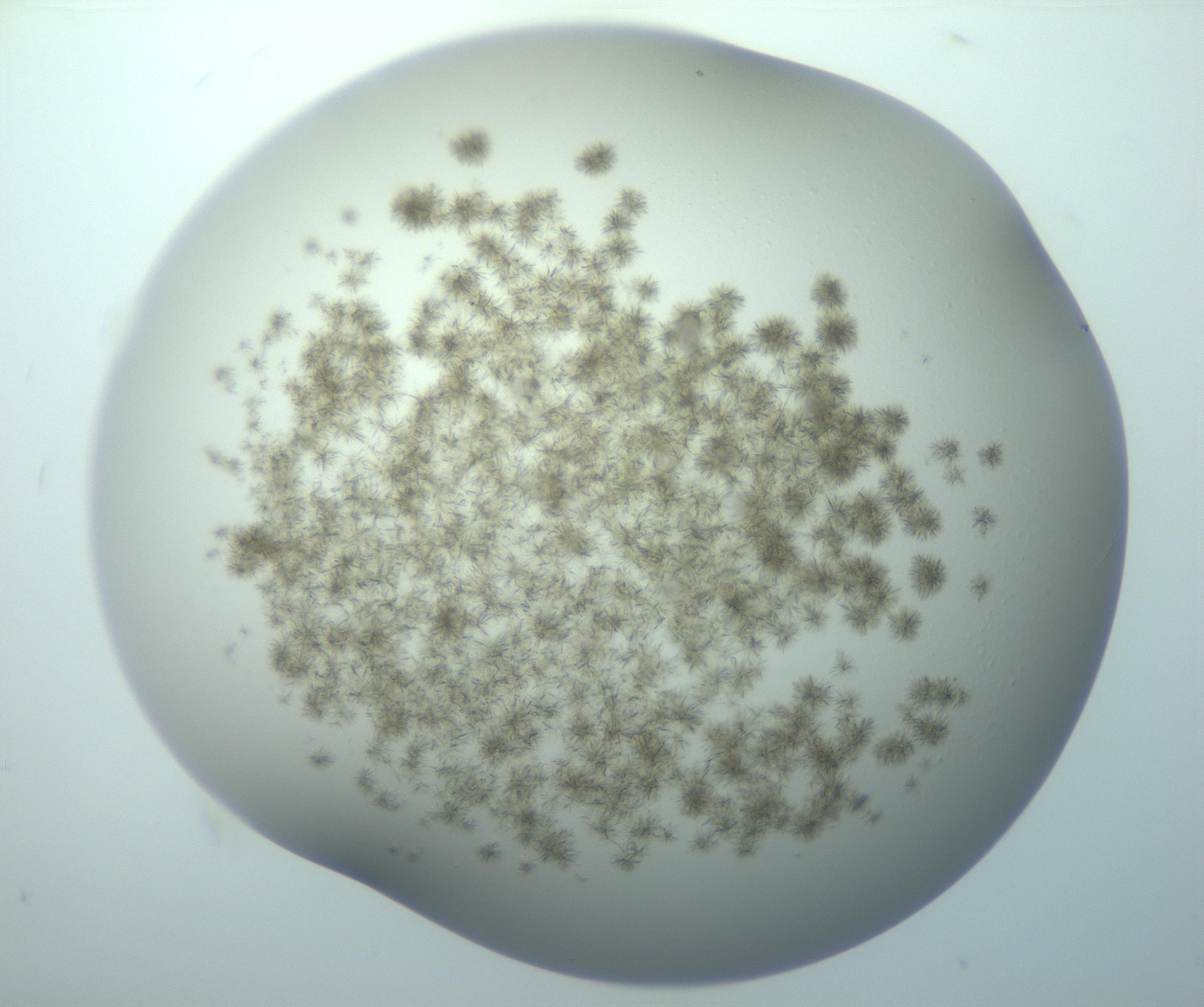 RI01_03_000_0212_Proj1_Clon1_MC_0000MC103192_007_170105_09_08_01_00_99_002_001_RAI.jpg