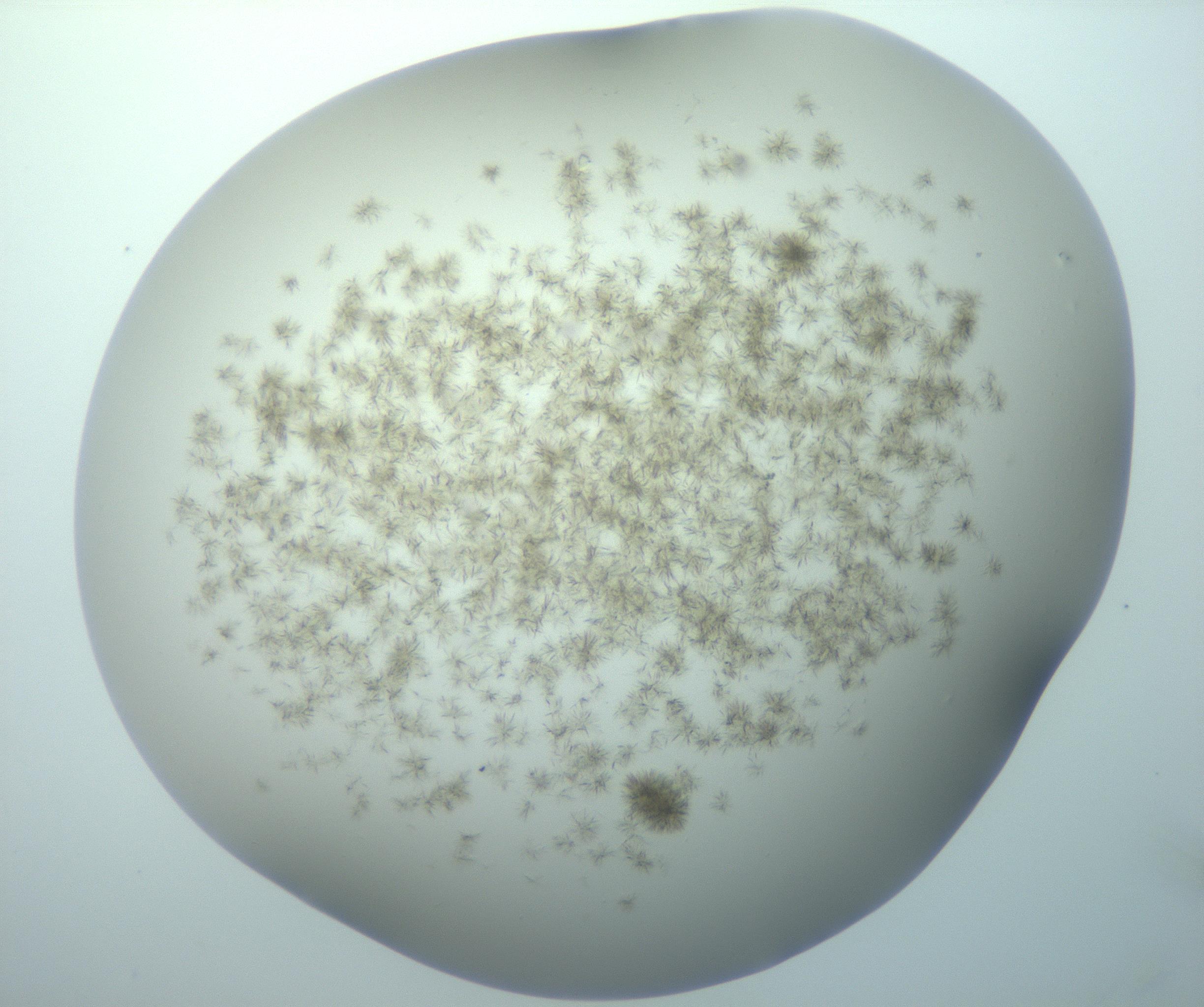 RI01_03_000_0212_Proj1_Clon1_MC_0000MC103192_007_170105_09_08_02_00_99_002_001_RAI.jpg