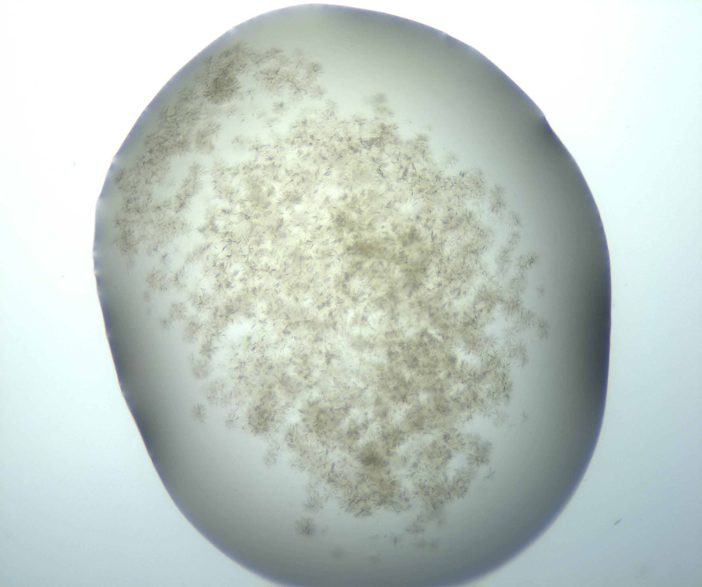 RI01_03_000_0212_Proj1_Clon1_MC_0000MC103192_007_170105_10_02_01_00_99_002_001_RAI.jpg