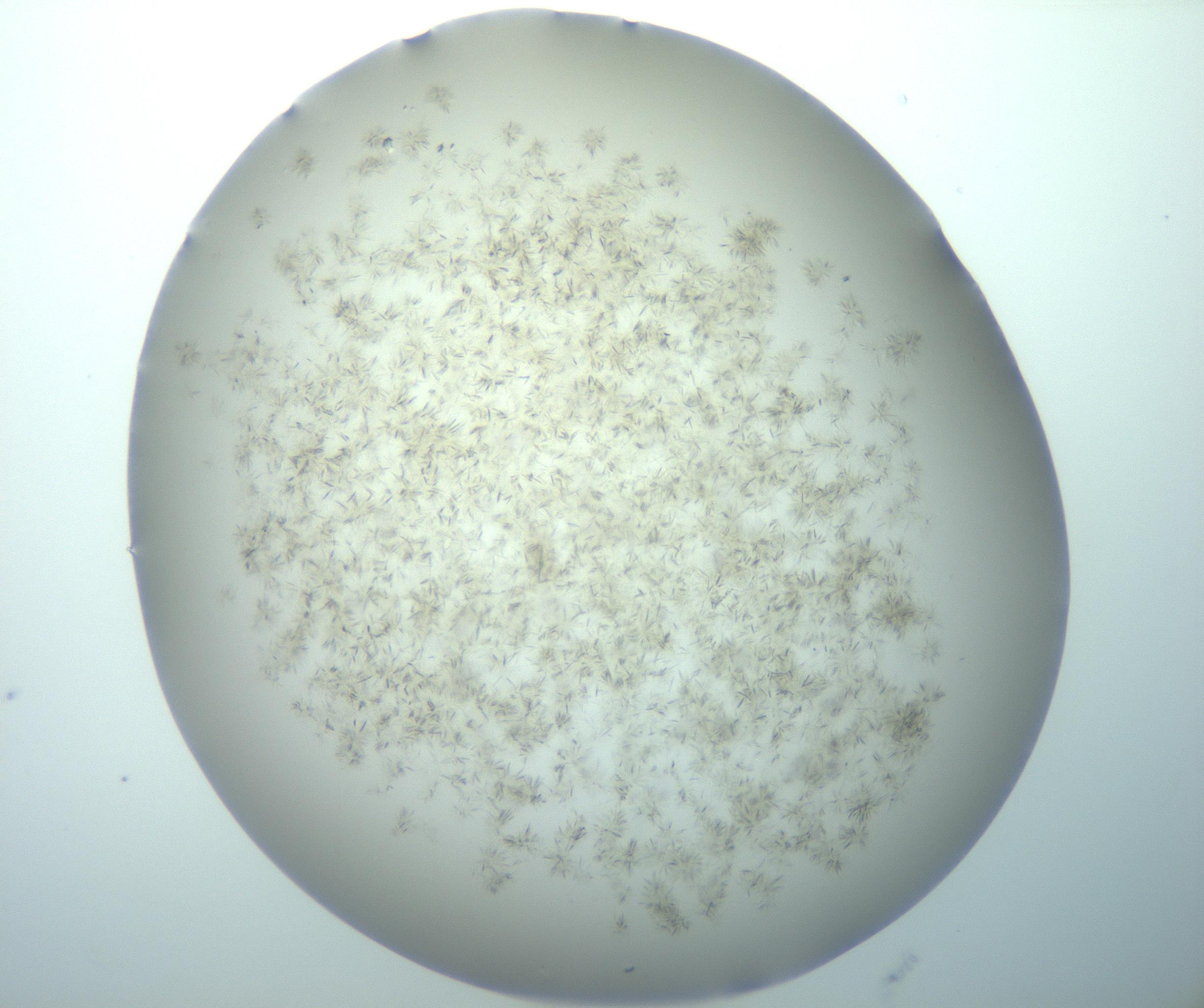 RI01_03_000_0212_Proj1_Clon1_MC_0000MC103192_007_170105_10_02_02_00_99_002_001_RAI.jpg