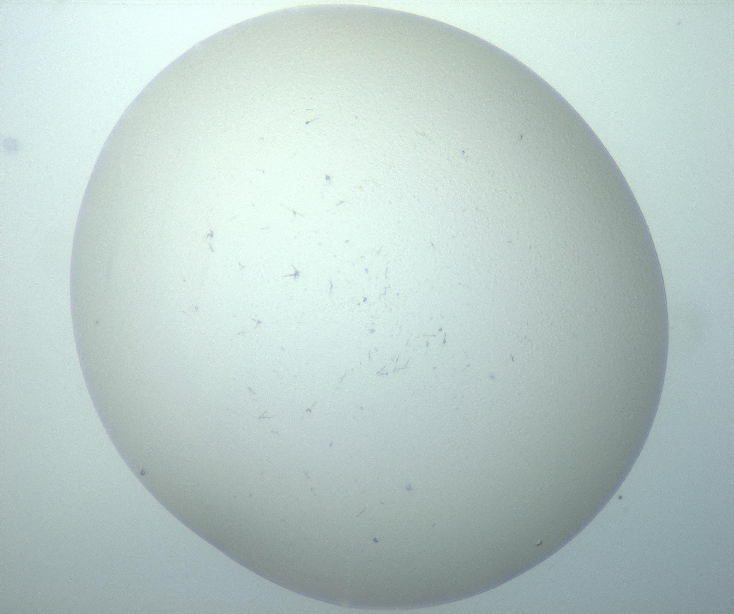 RI01_03_000_0212_Proj1_Clon1_MC_0000MC103192_007_170105_10_07_01_00_99_002_001_RAI.jpg