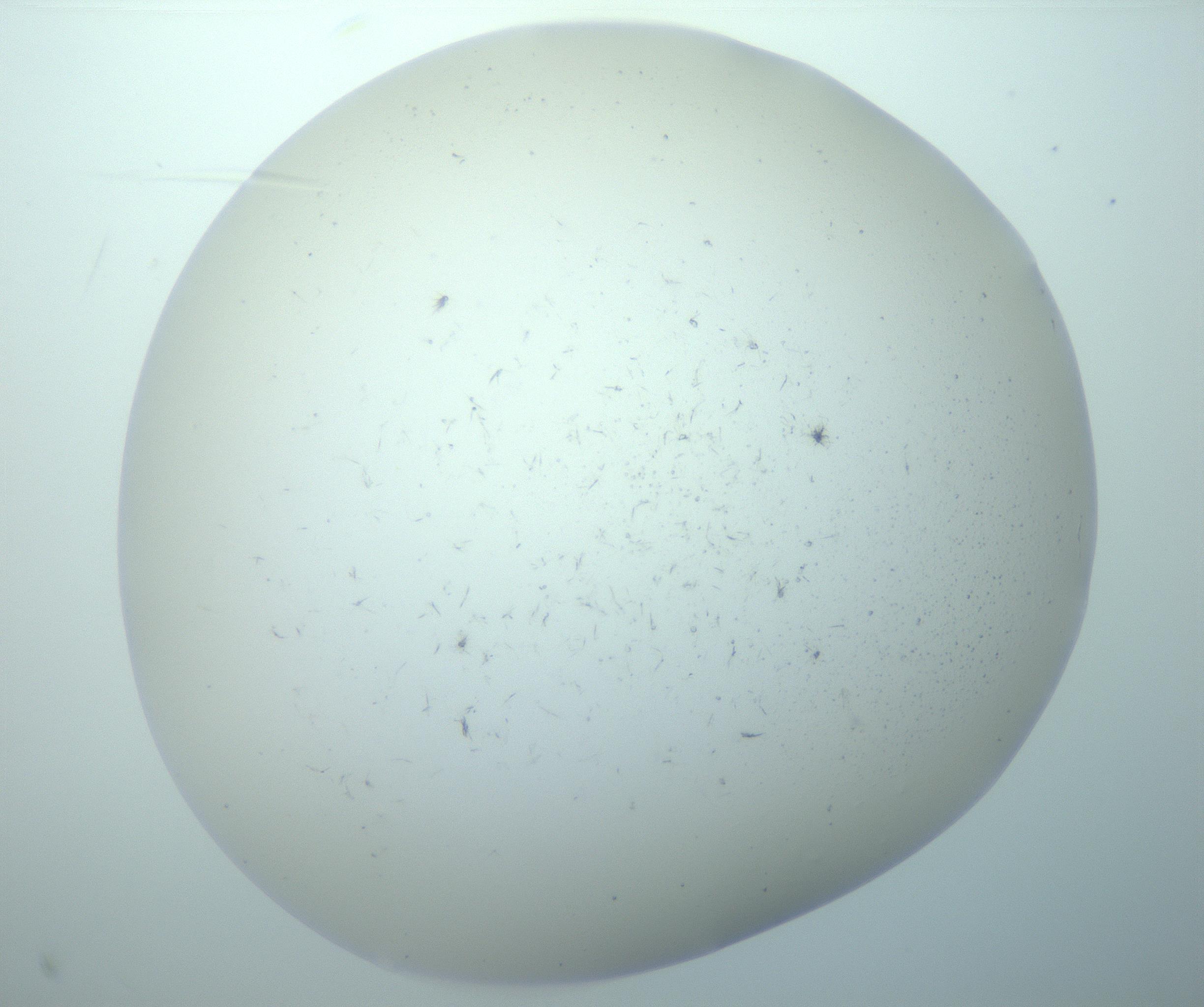 RI01_03_000_0212_Proj1_Clon1_MC_0000MC103192_007_170105_10_07_02_00_99_002_001_RAI.jpg