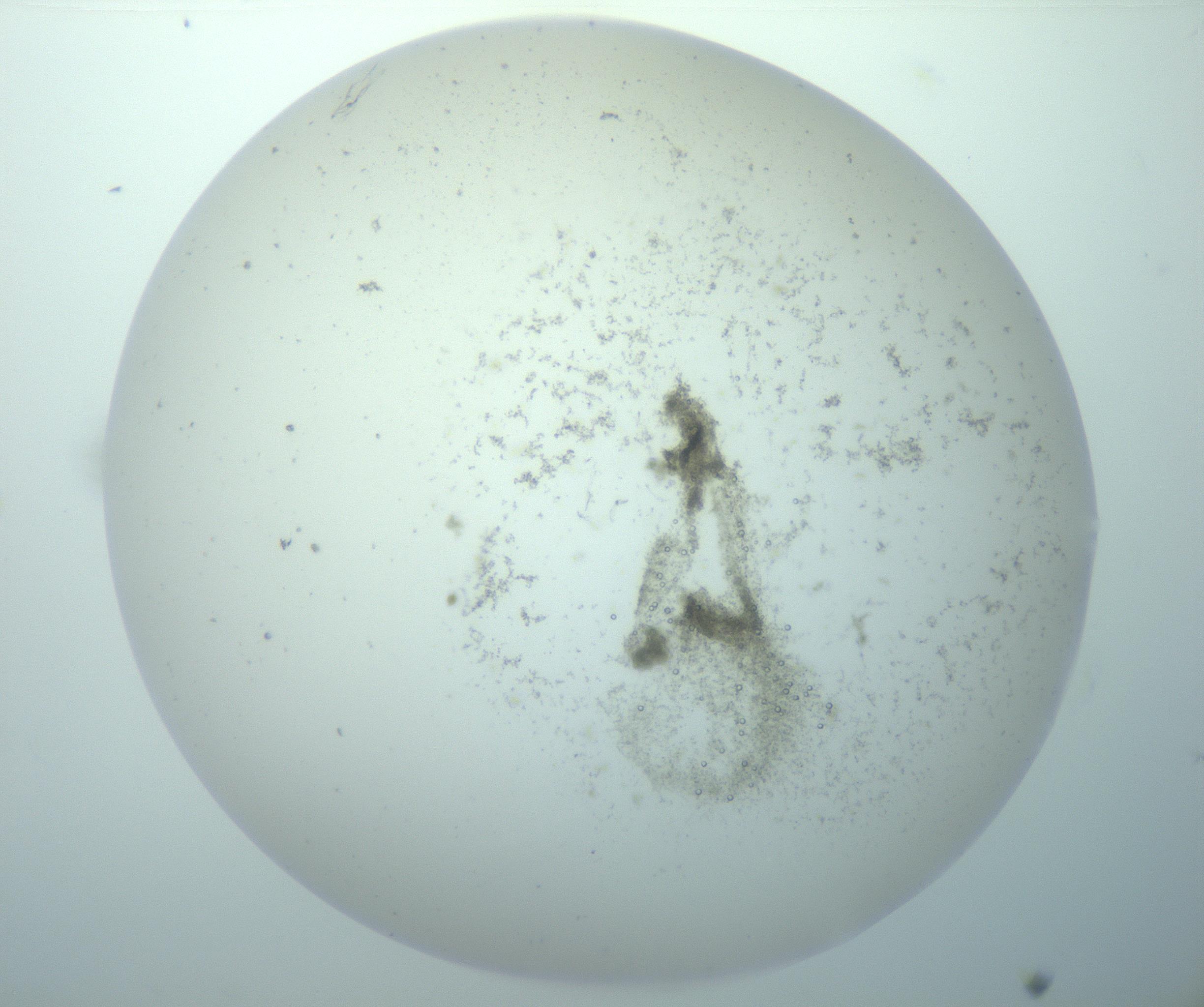 RI01_03_000_0212_Proj1_Clon1_MC_0000MC103192_007_170105_11_01_02_00_99_002_001_RAI.jpg