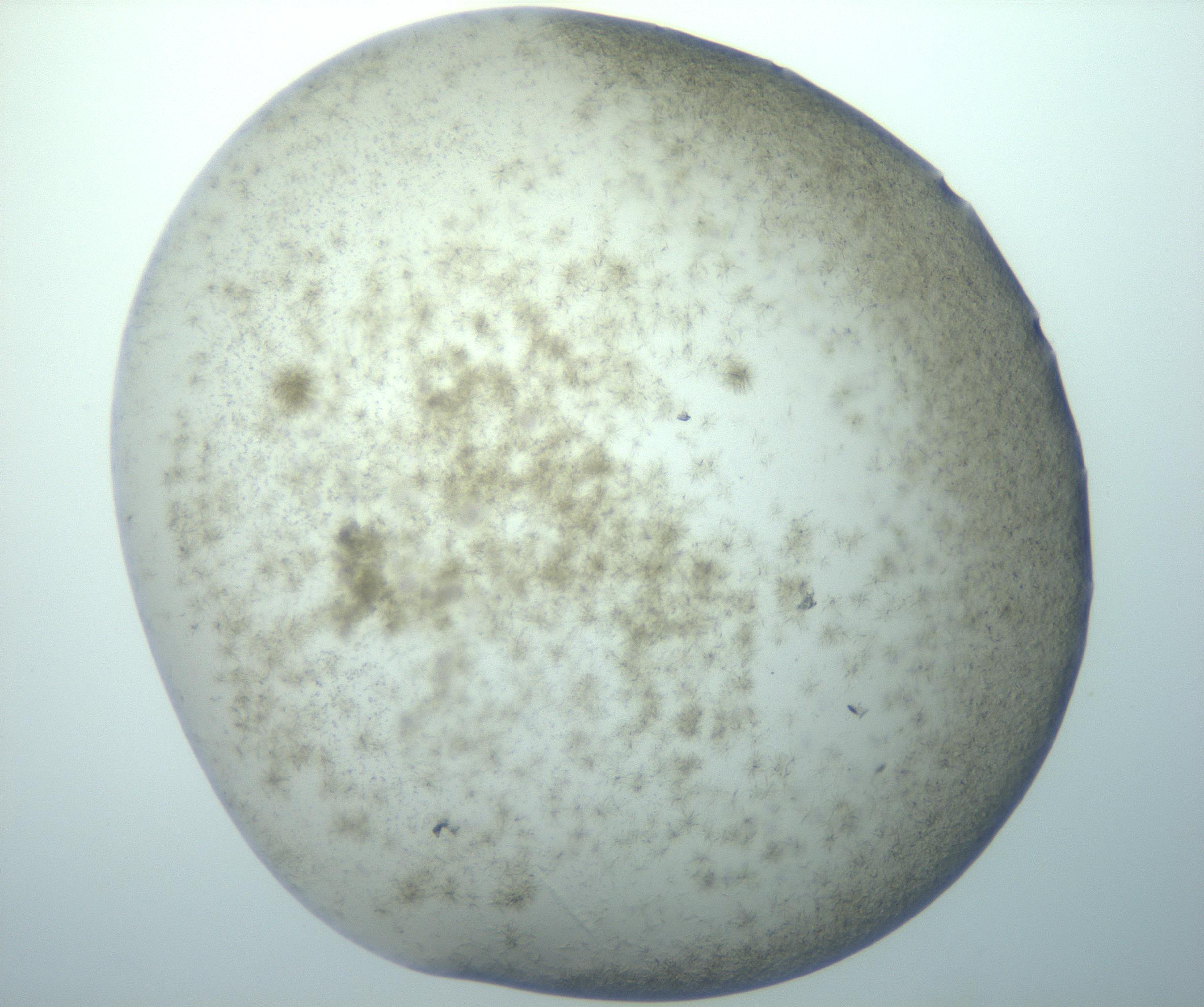 RI01_03_000_0212_Proj1_Clon1_MC_0000MC103192_007_170105_12_06_01_00_99_002_001_RAI.jpg