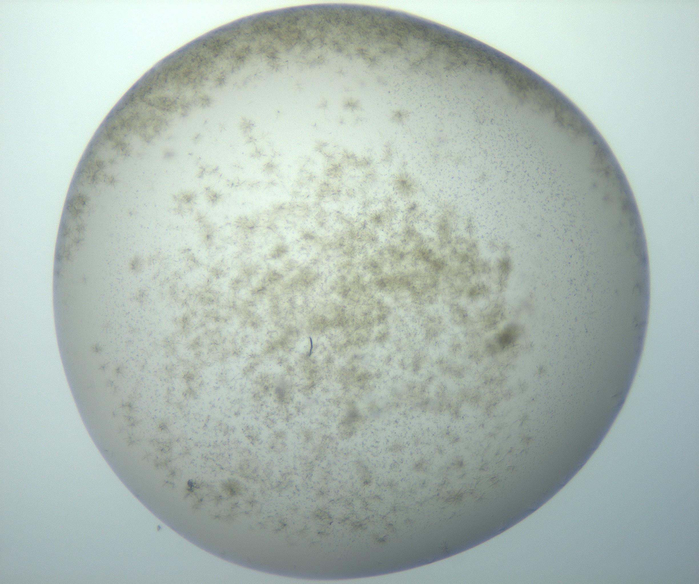 RI01_03_000_0212_Proj1_Clon1_MC_0000MC103192_007_170105_12_06_02_00_99_002_001_RAI.jpg