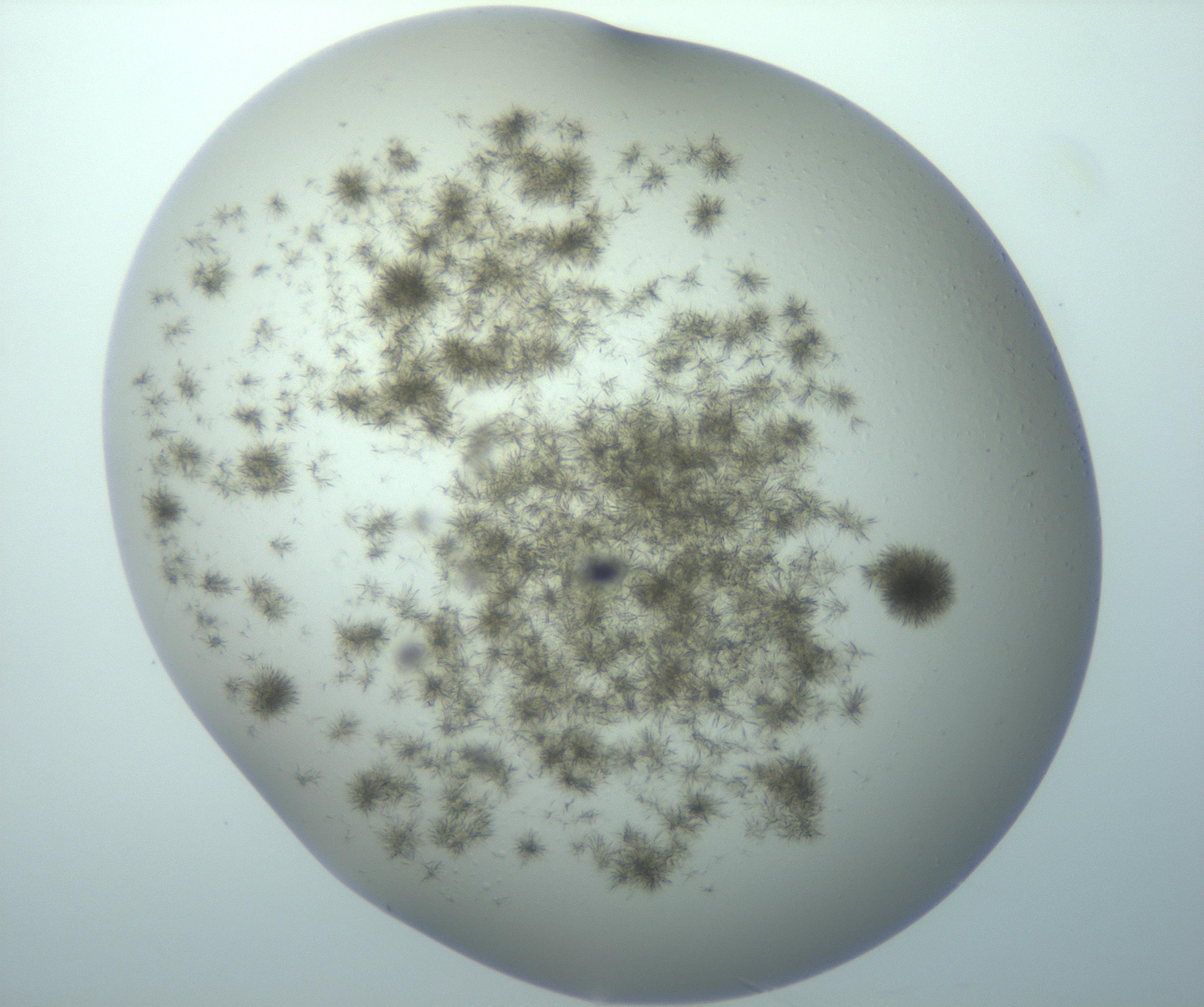 RI01_03_000_0212_Proj1_Clon1_MC_0000MC103192_007_170105_12_07_01_00_99_002_001_RAI.jpg