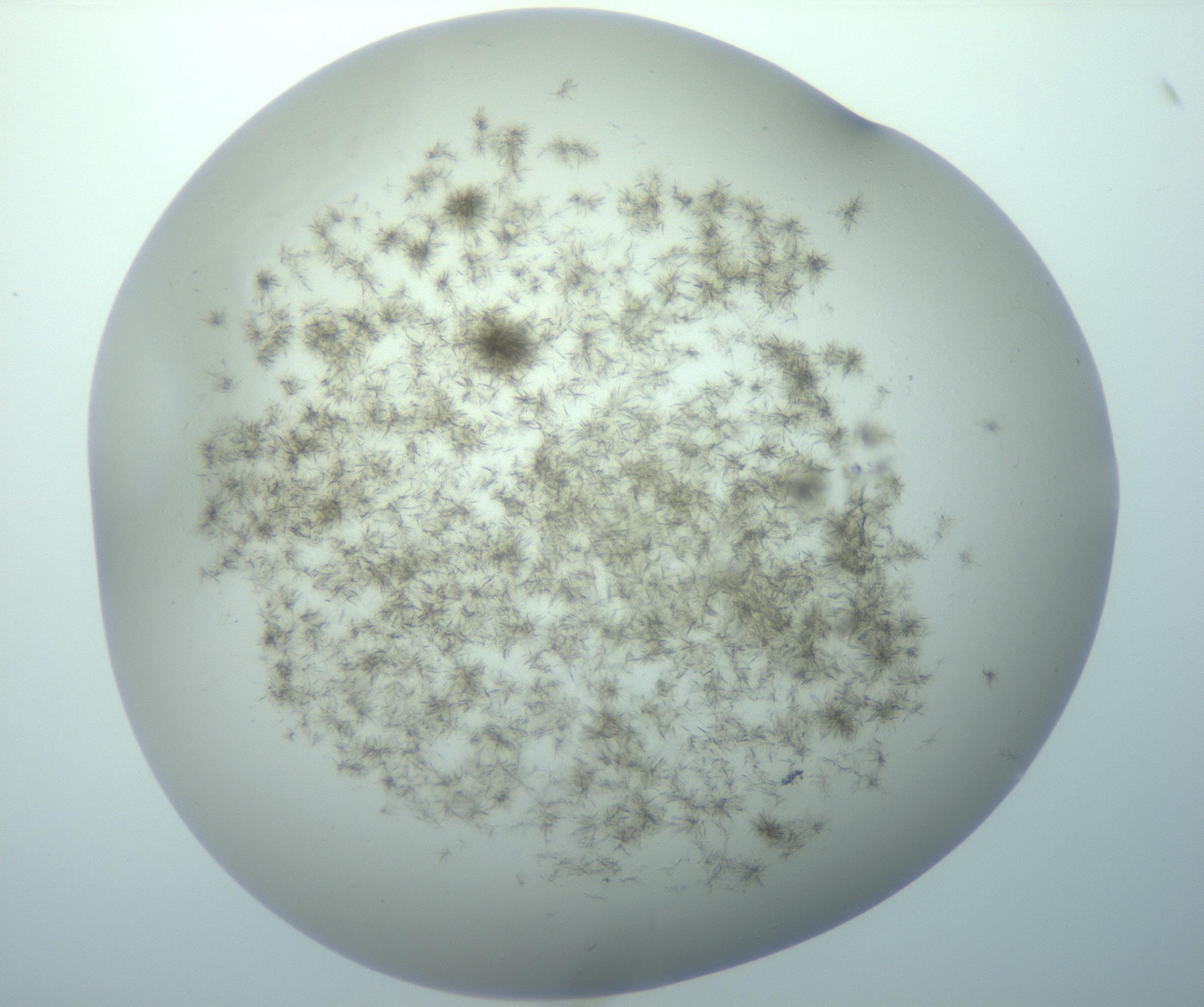 RI01_03_000_0212_Proj1_Clon1_MC_0000MC103192_007_170105_12_07_02_00_99_002_001_RAI.jpg