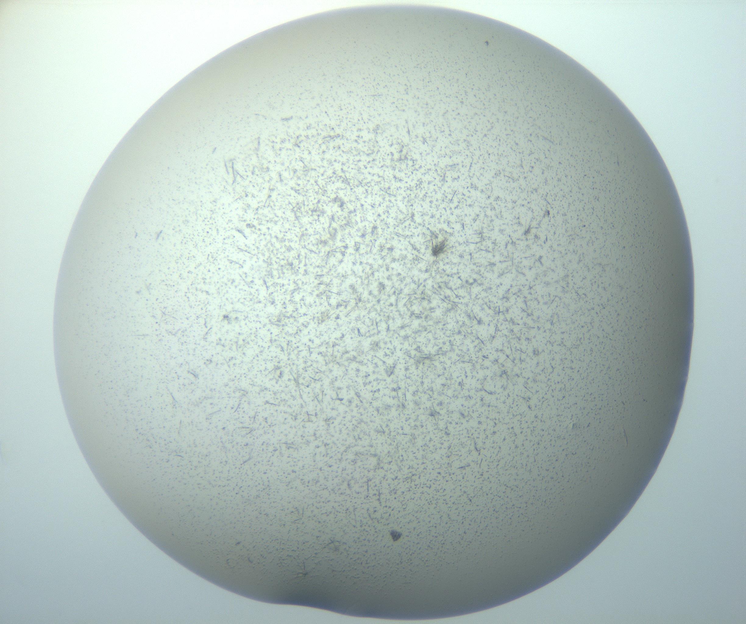 RI01_03_000_0212_Proj1_Clon1_MC_0000MC103192_007_170105_12_08_01_00_99_002_001_RAI.jpg