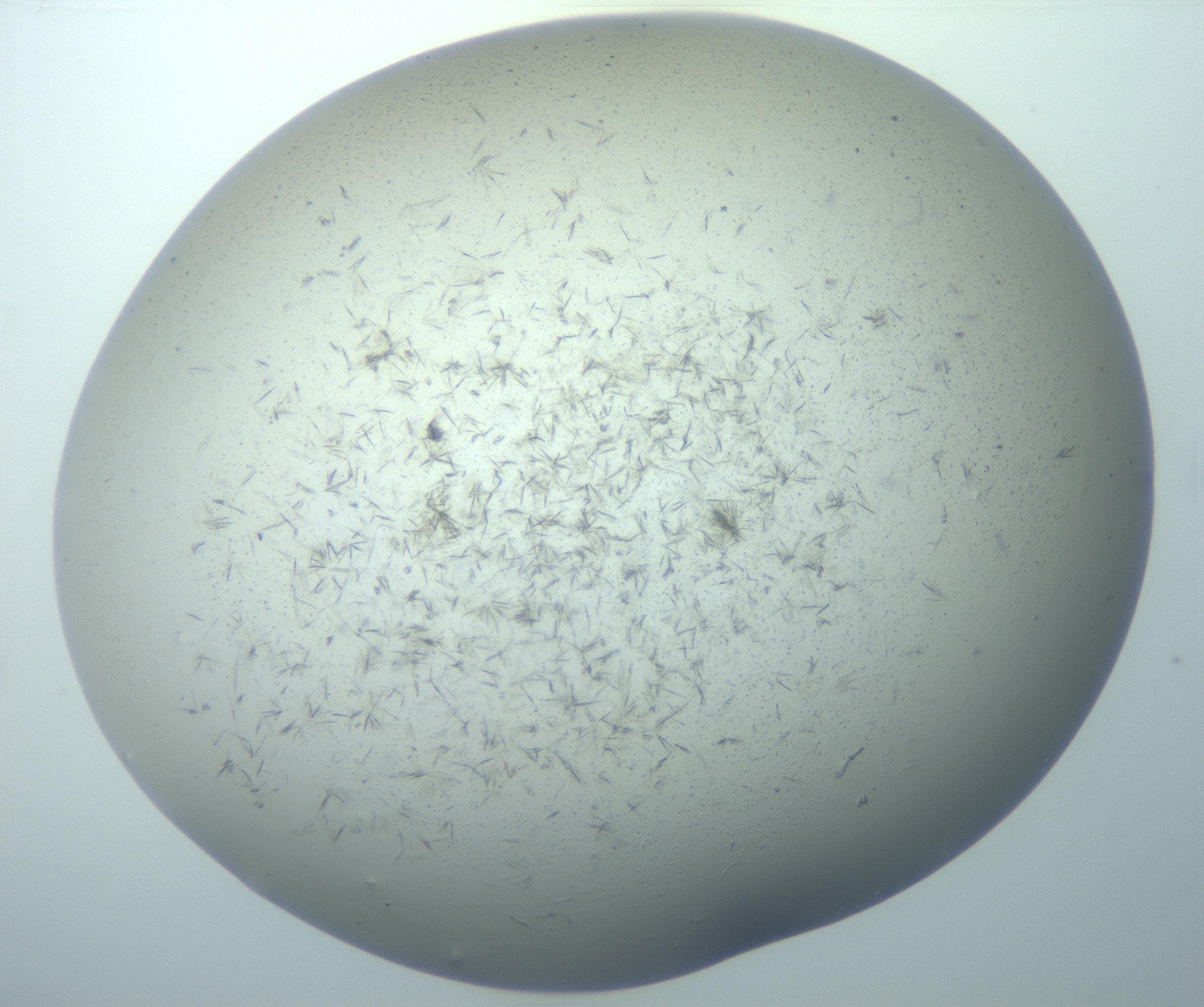 RI01_03_000_0212_Proj1_Clon1_MC_0000MC103192_007_170105_12_08_02_00_99_002_001_RAI.jpg