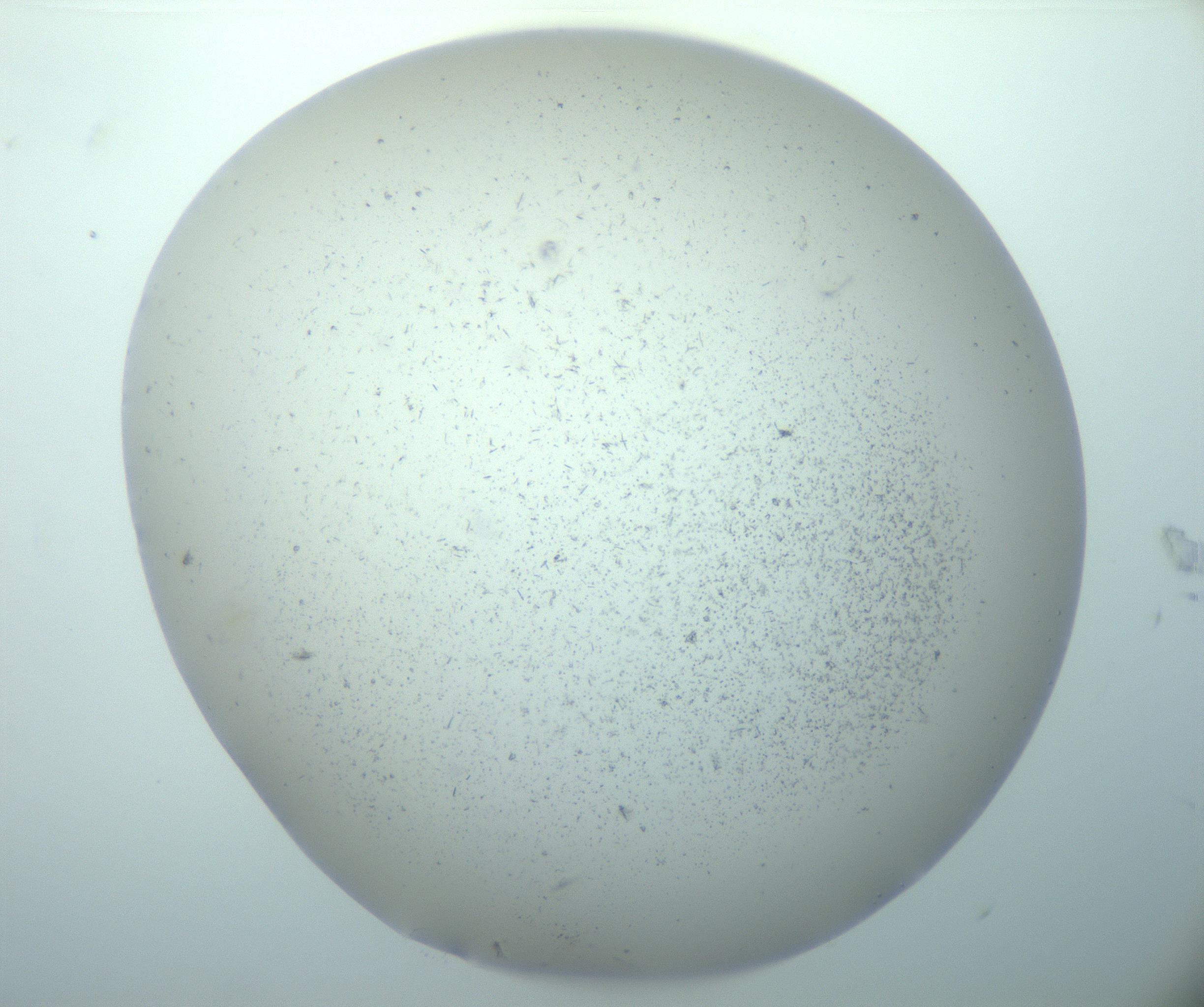 RI01_03_000_0212_Proj1_Clon1_MC_0000MC103192_009_170119_07_03_02_00_99_002_001_RAI.jpg