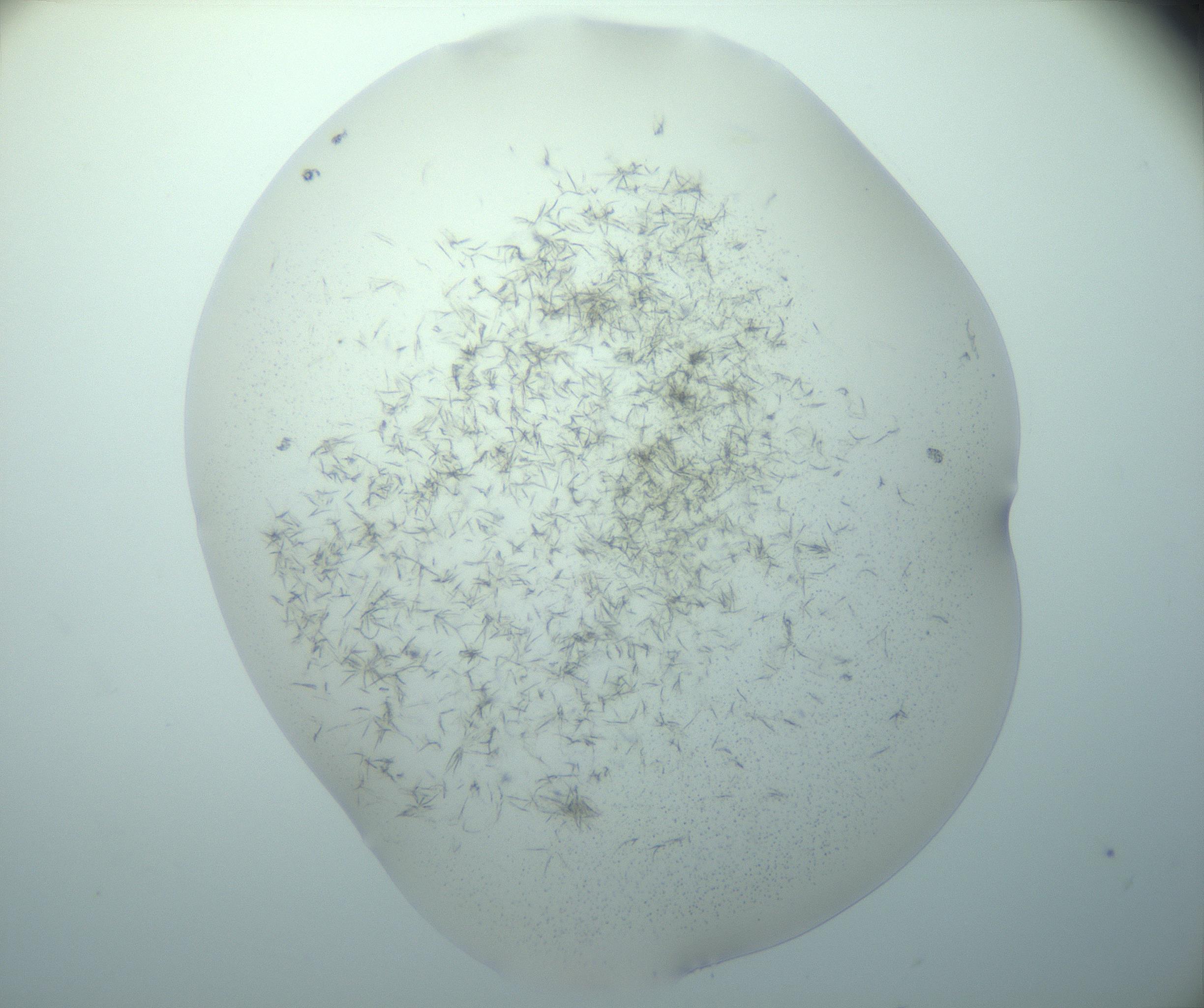 RI01_03_000_0212_Proj1_Clon1_MC_0000MC103193_005_161229_03_03_01_00_99_002_001_RAI.jpg