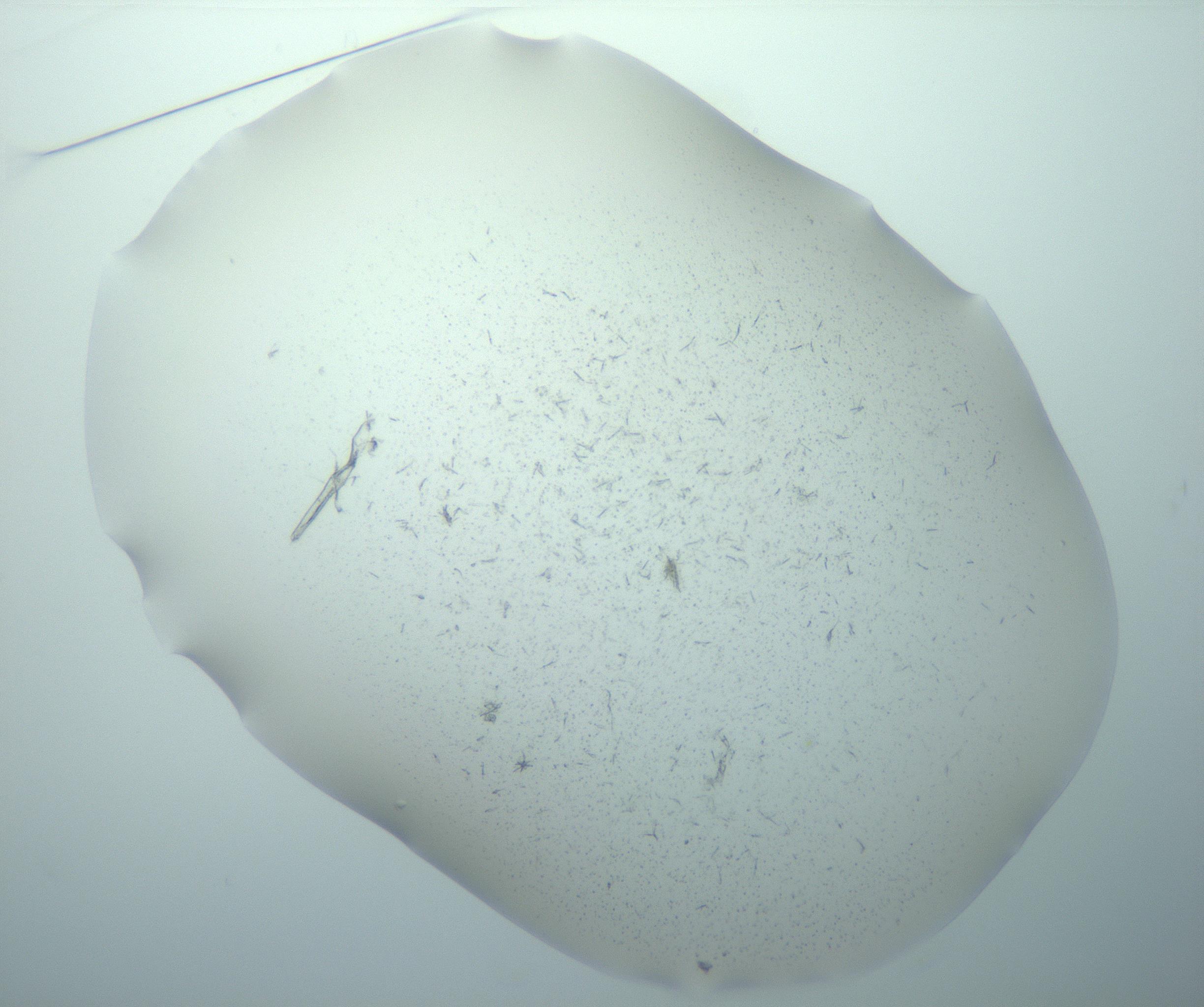 RI01_03_000_0212_Proj1_Clon1_MC_0000MC103193_007_170105_01_02_01_00_99_002_001_RAI.jpg