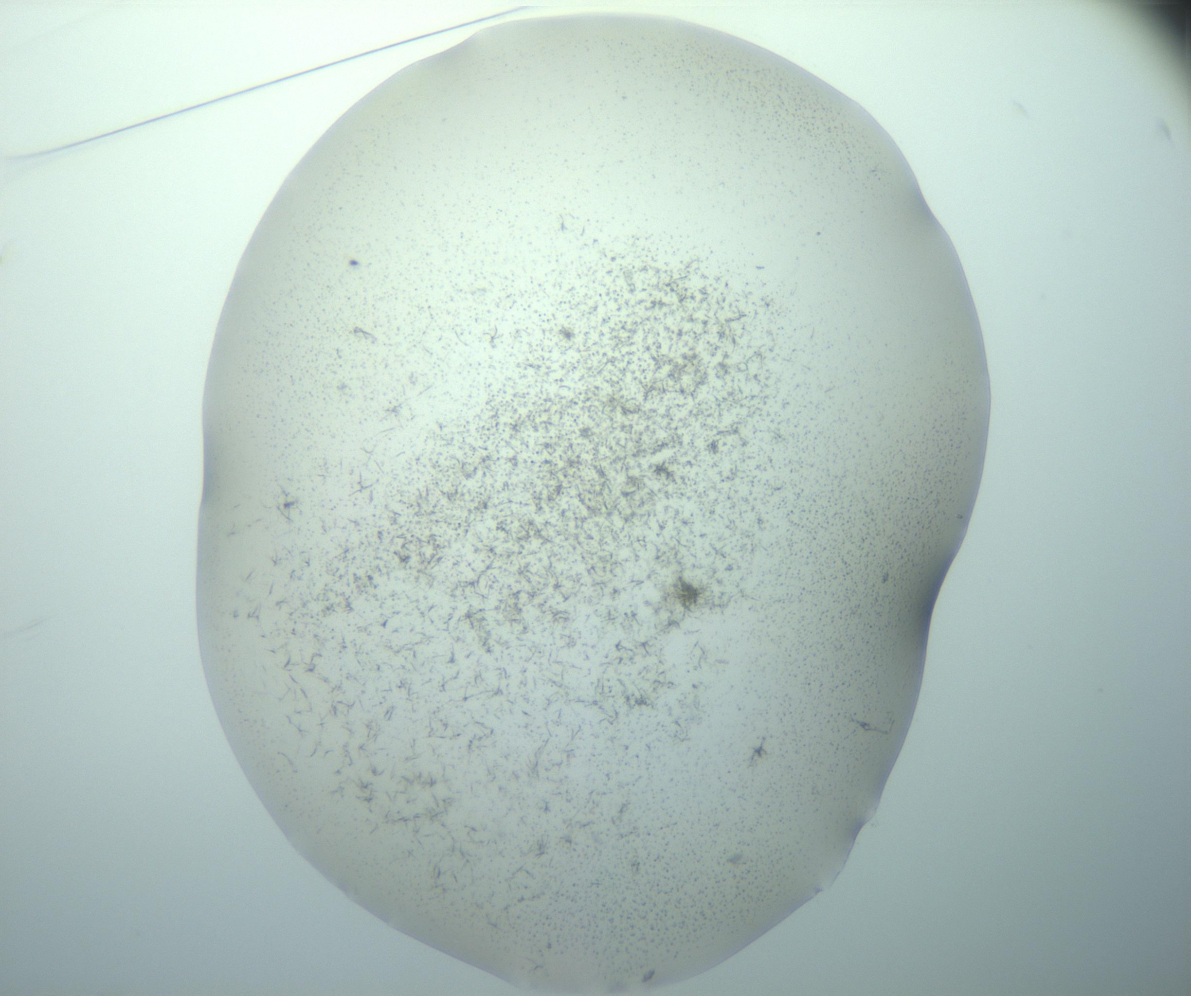 RI01_03_000_0212_Proj1_Clon1_MC_0000MC103193_007_170105_01_03_01_00_99_002_001_RAI.jpg