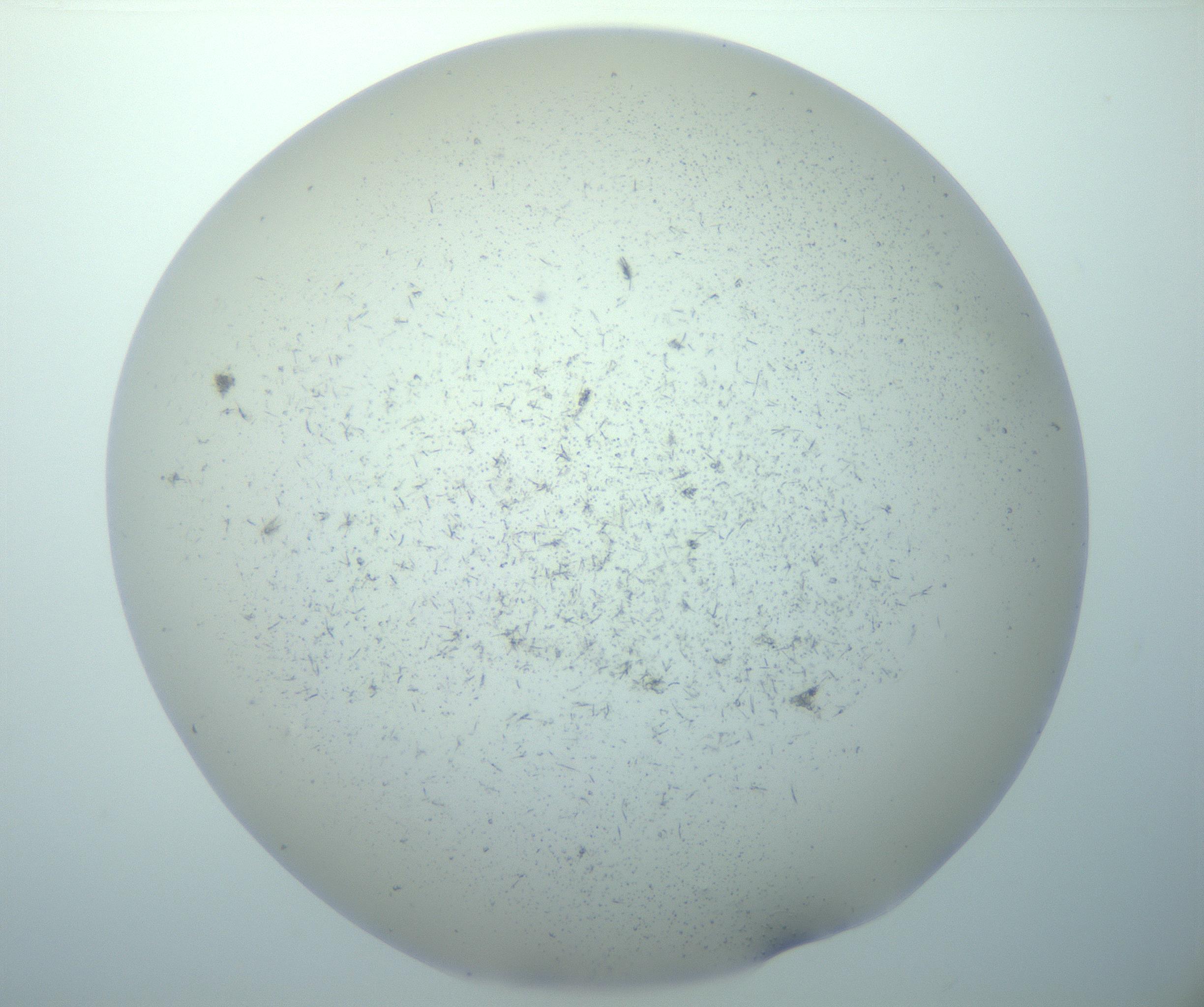 RI01_03_000_0212_Proj1_Clon1_MC_0000MC103193_007_170105_01_03_02_00_99_002_001_RAI.jpg