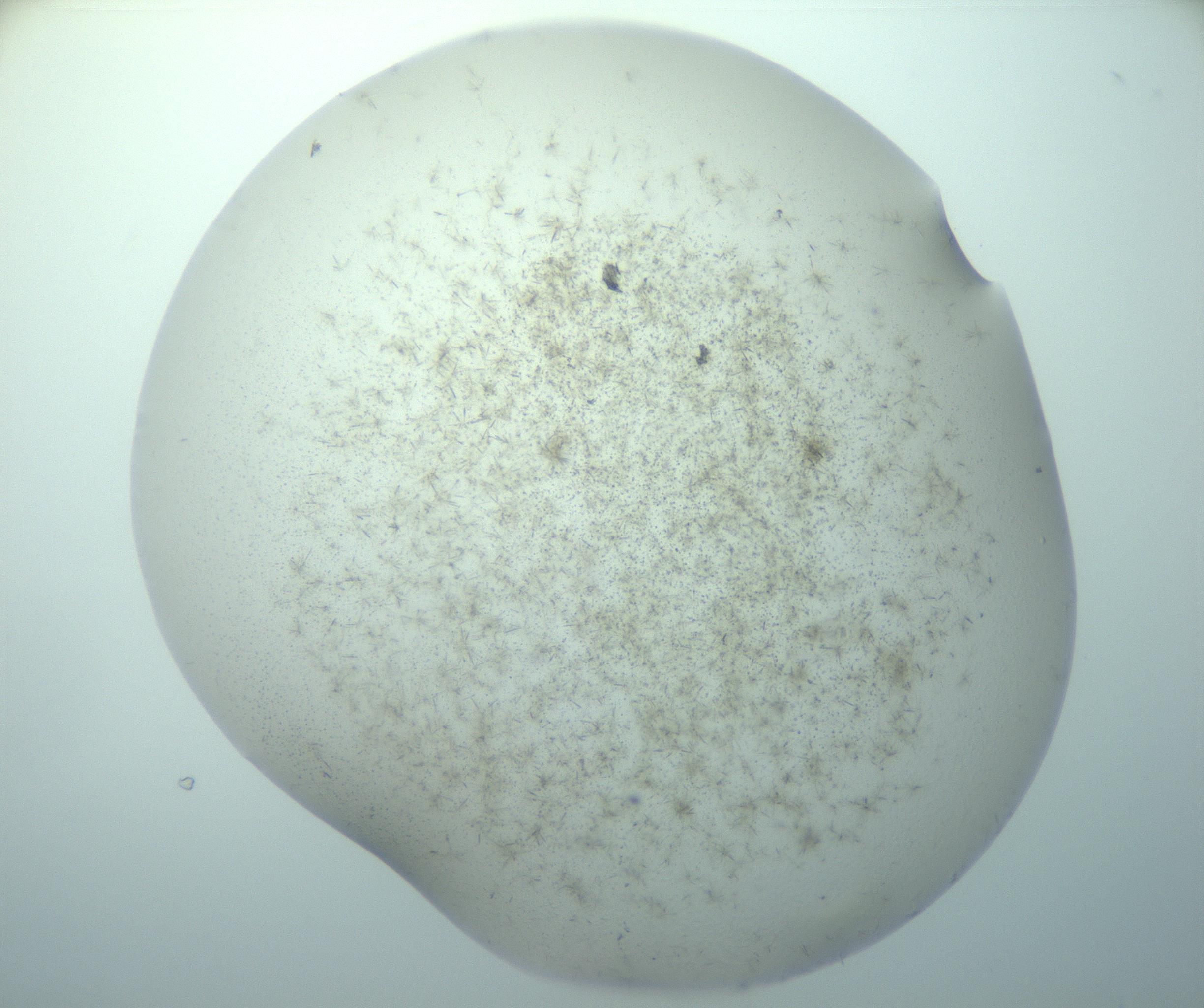 RI01_03_000_0212_Proj1_Clon1_MC_0000MC103193_007_170105_01_06_01_00_99_002_001_RAI.jpg