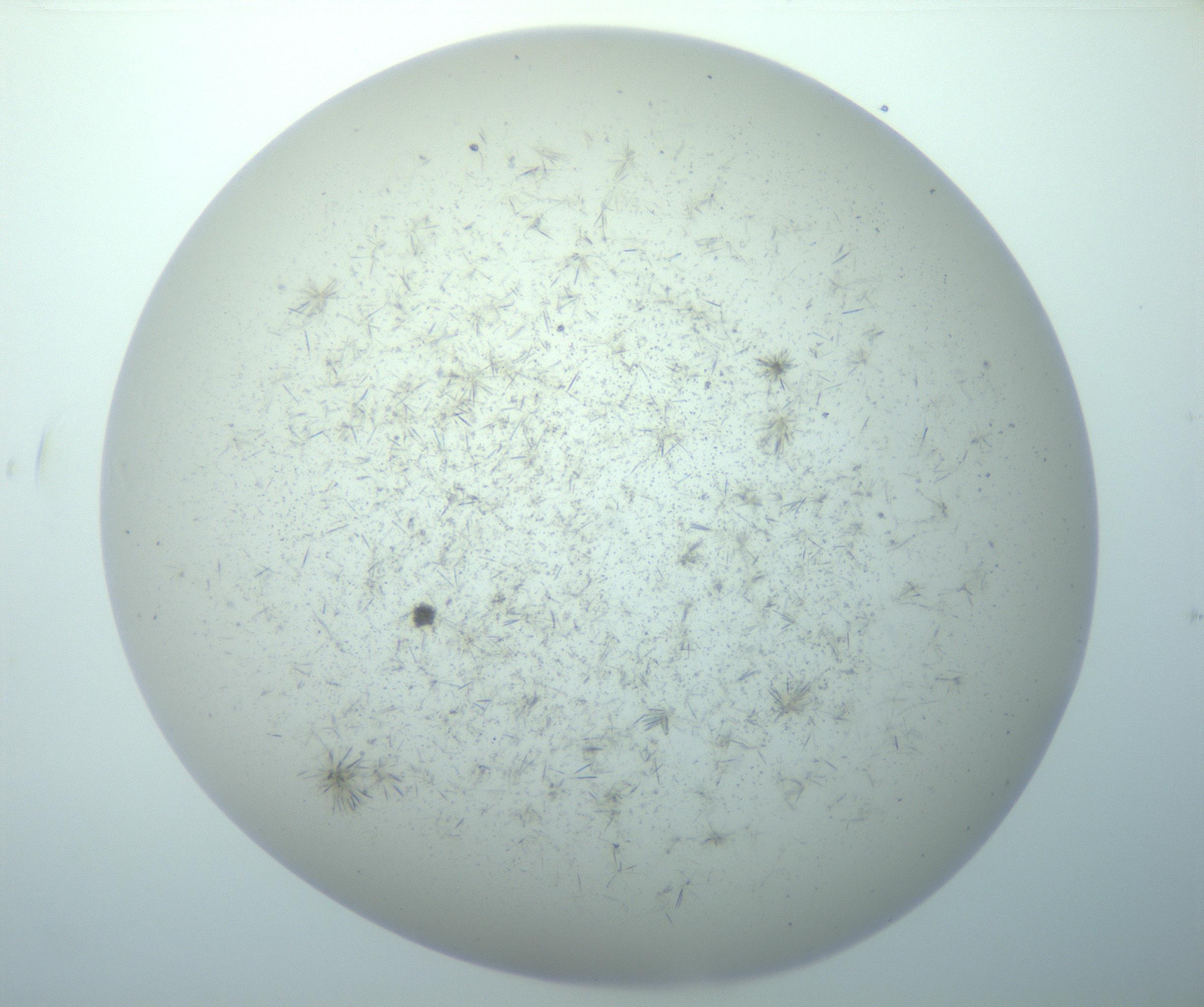 RI01_03_000_0212_Proj1_Clon1_MC_0000MC103193_007_170105_01_06_02_00_99_002_001_RAI.jpg