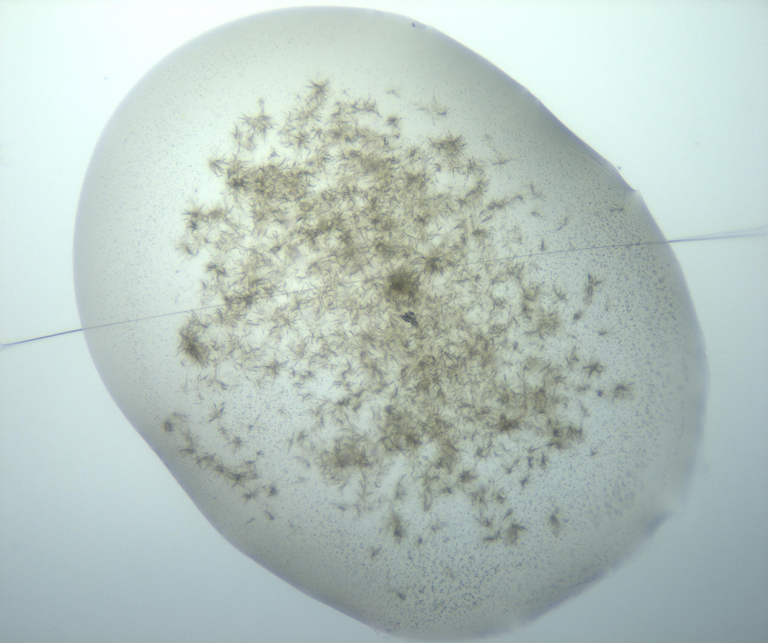 RI01_03_000_0212_Proj1_Clon1_MC_0000MC103193_007_170105_02_01_01_00_99_002_001_RAI.jpg