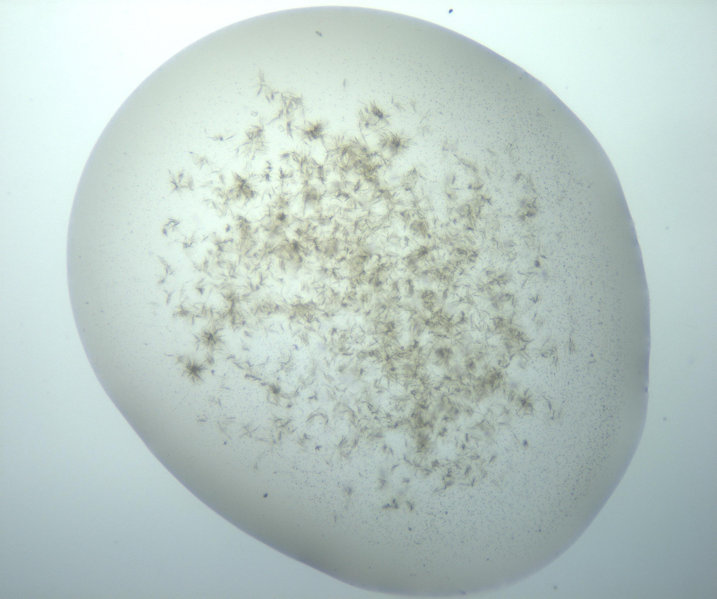 RI01_03_000_0212_Proj1_Clon1_MC_0000MC103193_007_170105_02_01_02_00_99_002_001_RAI.jpg