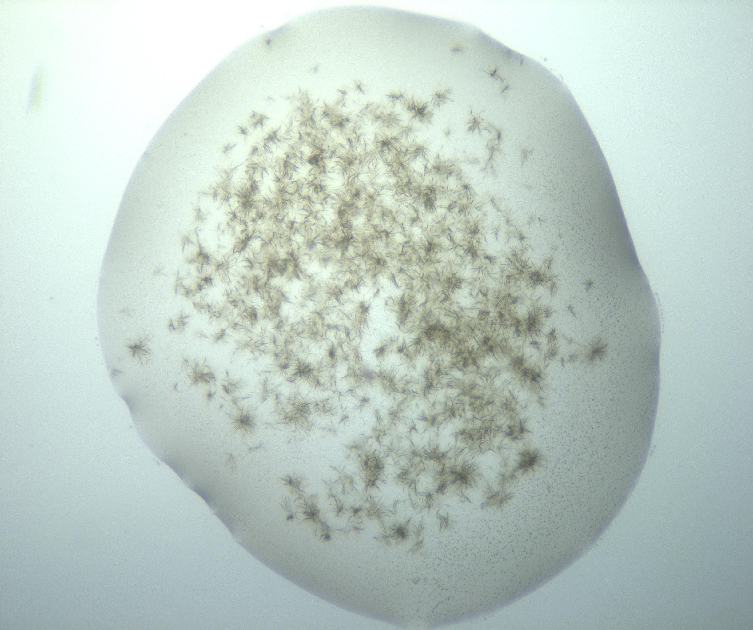RI01_03_000_0212_Proj1_Clon1_MC_0000MC103193_007_170105_02_02_01_00_99_002_001_RAI.jpg