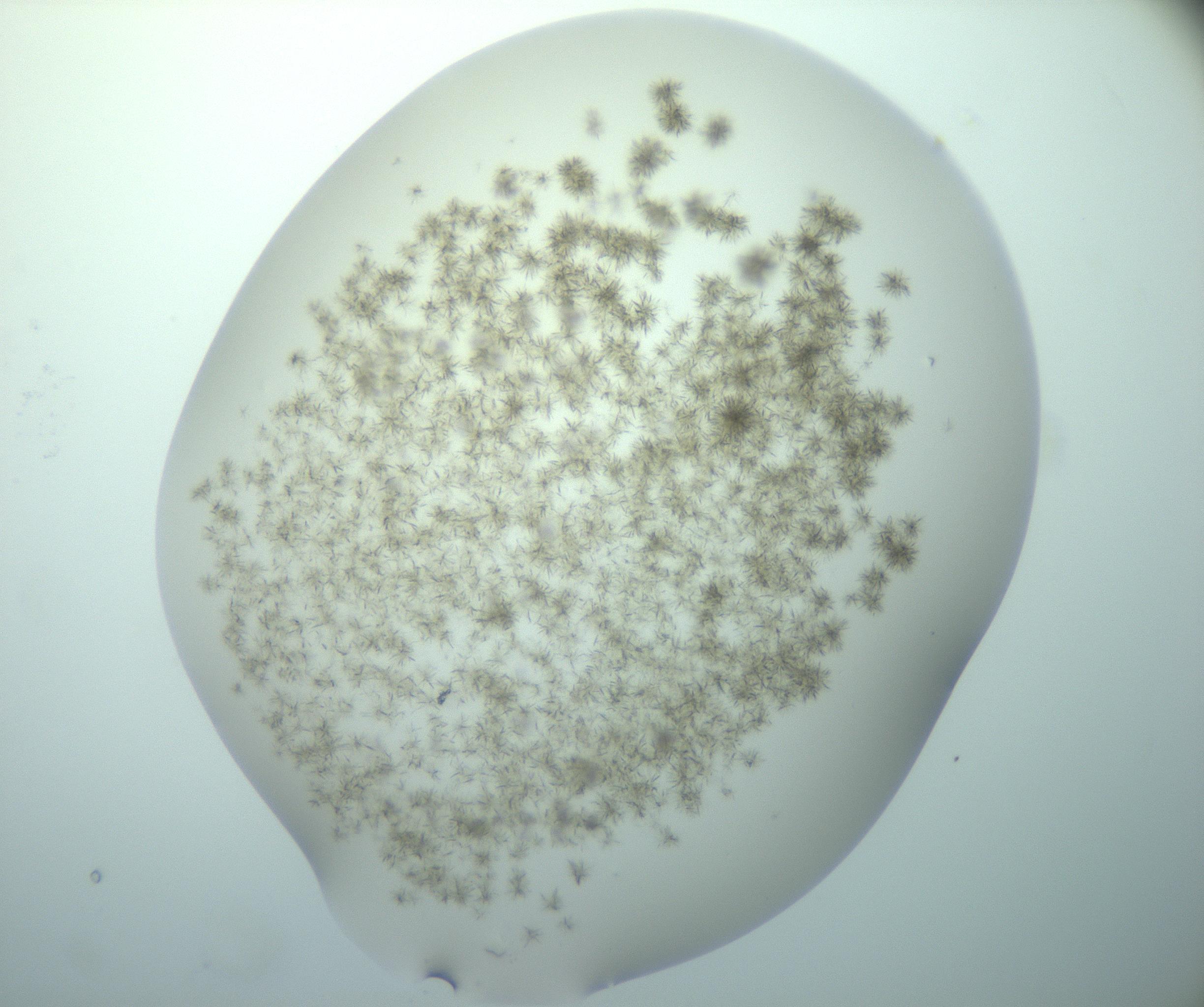 RI01_03_000_0212_Proj1_Clon1_MC_0000MC103193_007_170105_02_03_01_00_99_002_001_RAI.jpg