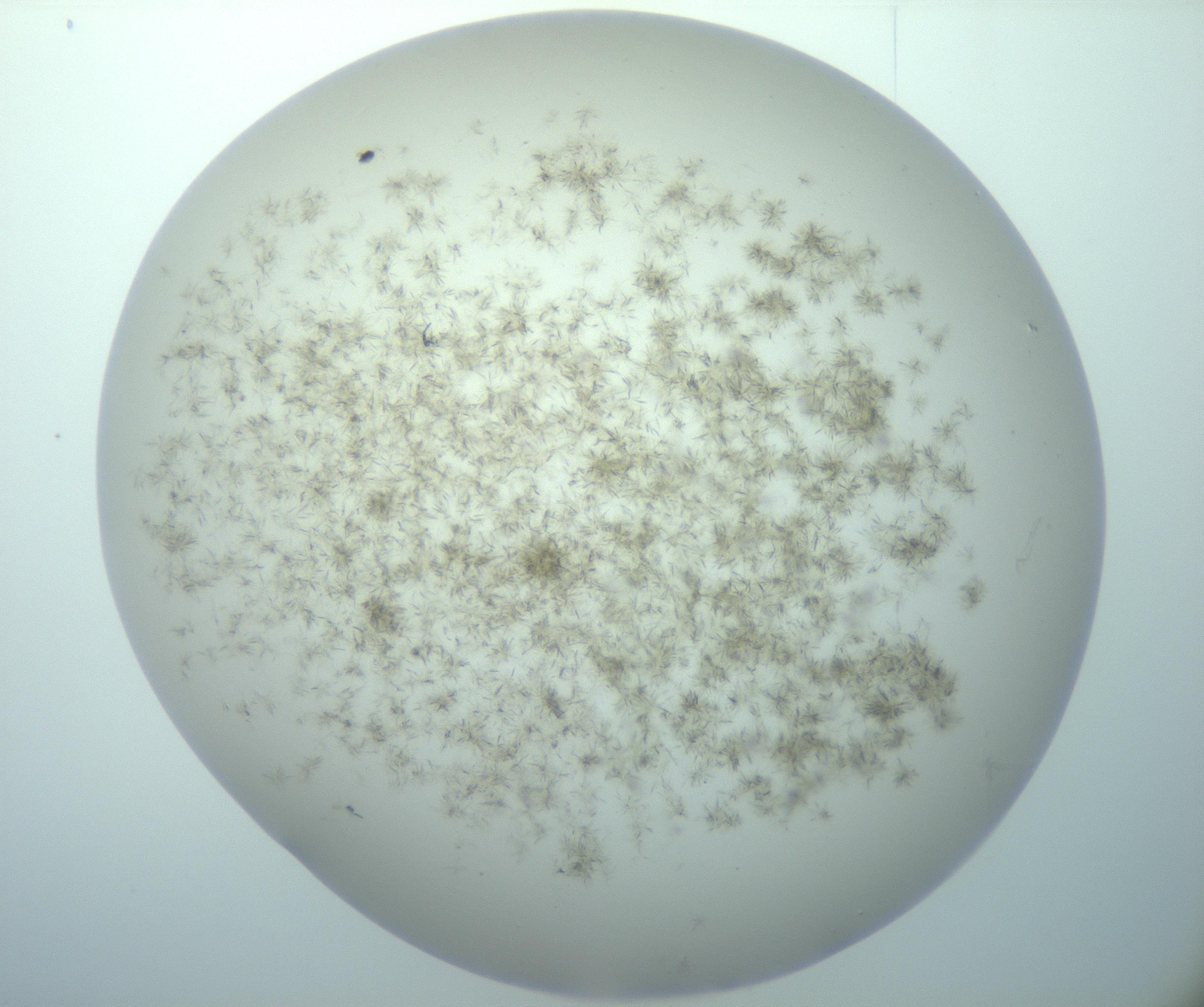 RI01_03_000_0212_Proj1_Clon1_MC_0000MC103193_007_170105_02_03_02_00_99_002_001_RAI.jpg