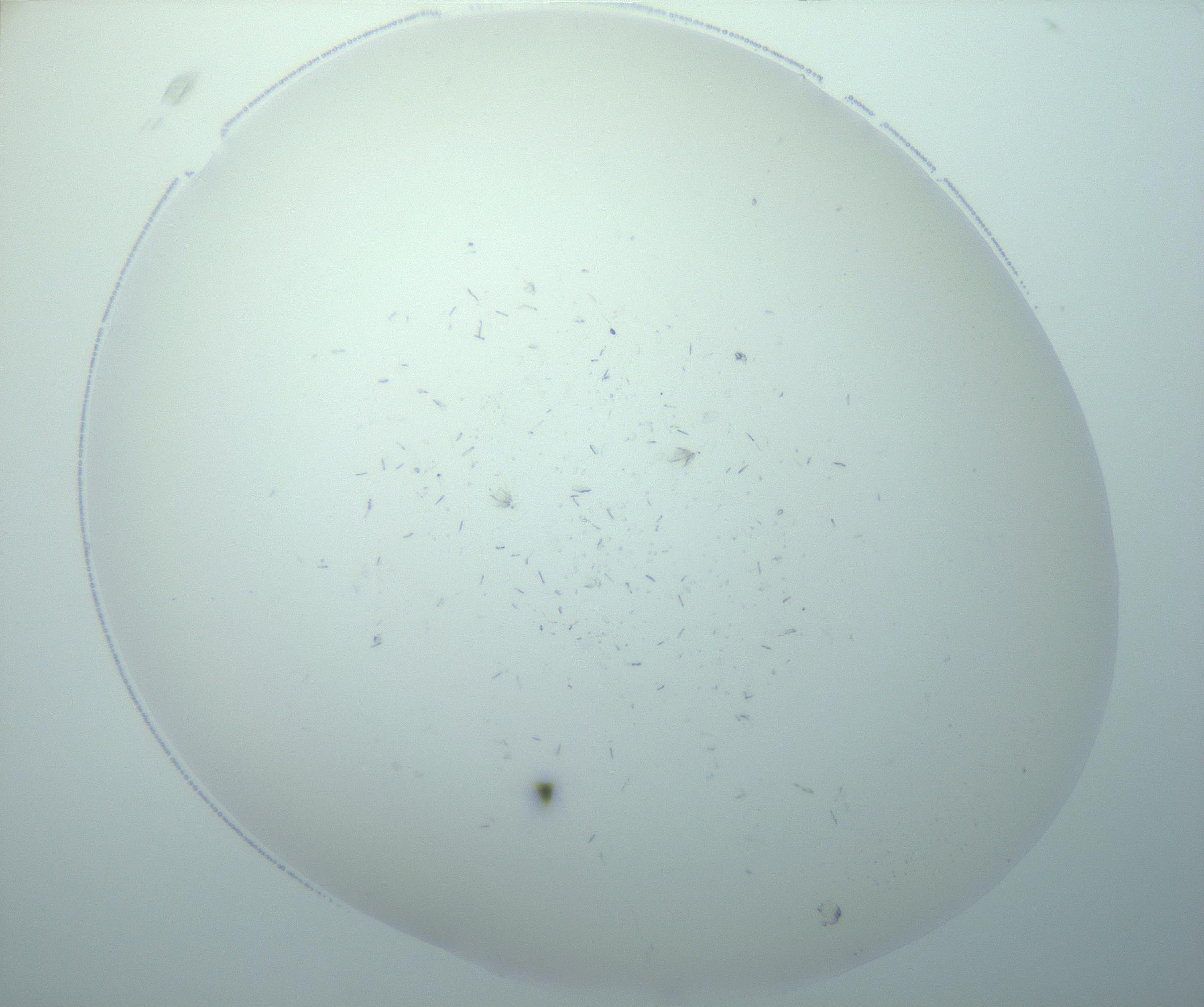 RI01_03_000_0212_Proj1_Clon1_MC_0000MC103193_007_170105_02_07_01_00_99_002_001_RAI.jpg