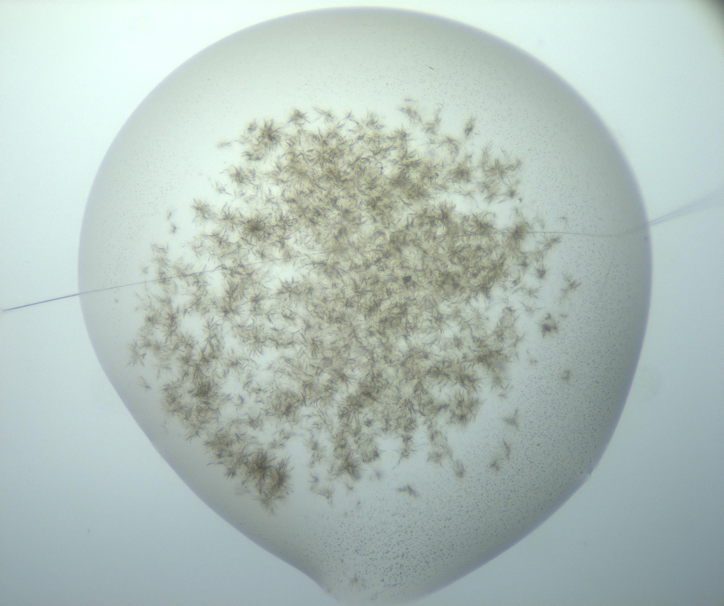 RI01_03_000_0212_Proj1_Clon1_MC_0000MC103193_007_170105_03_01_01_00_99_002_001_RAI.jpg