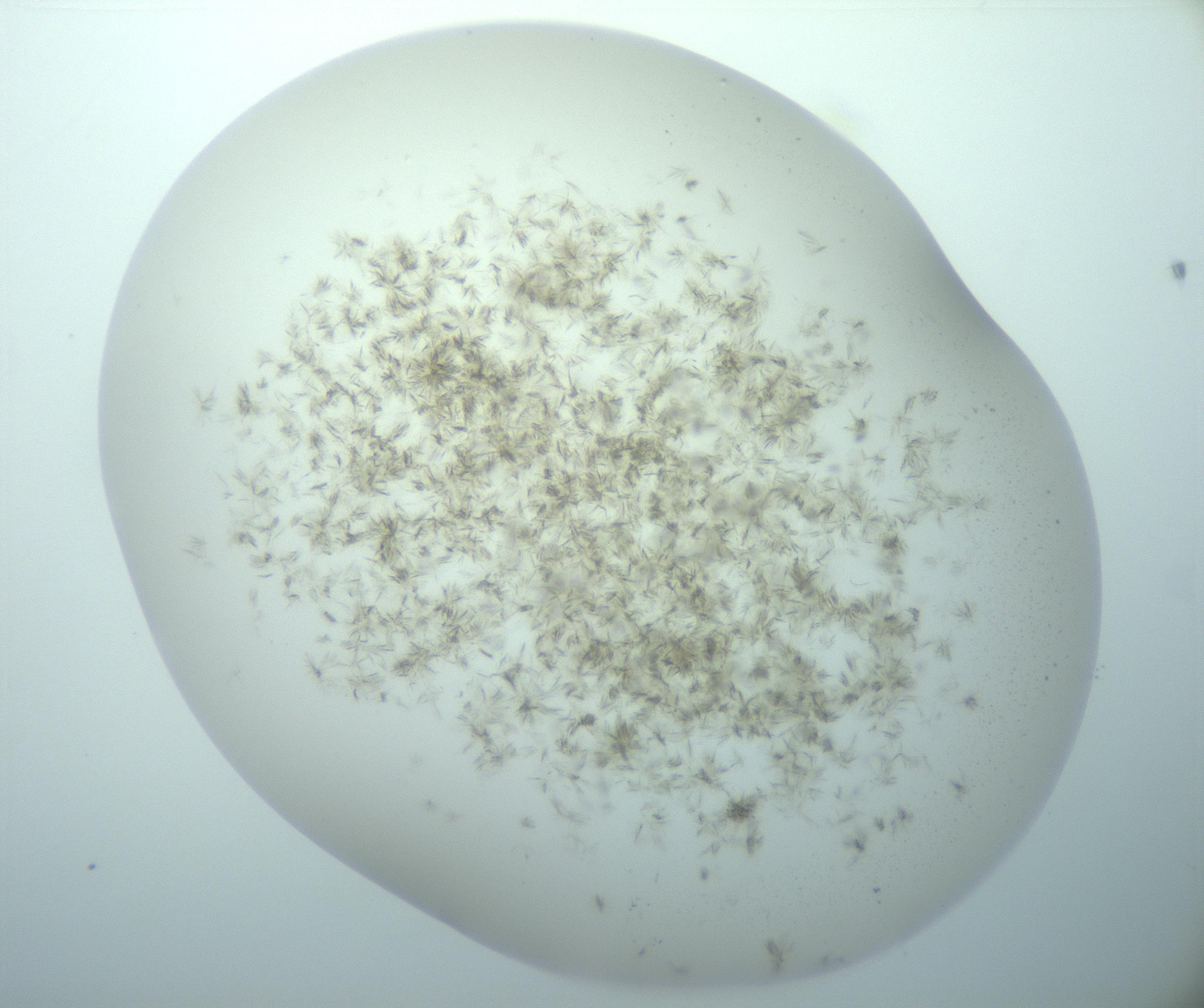 RI01_03_000_0212_Proj1_Clon1_MC_0000MC103193_007_170105_03_01_02_00_99_002_001_RAI.jpg