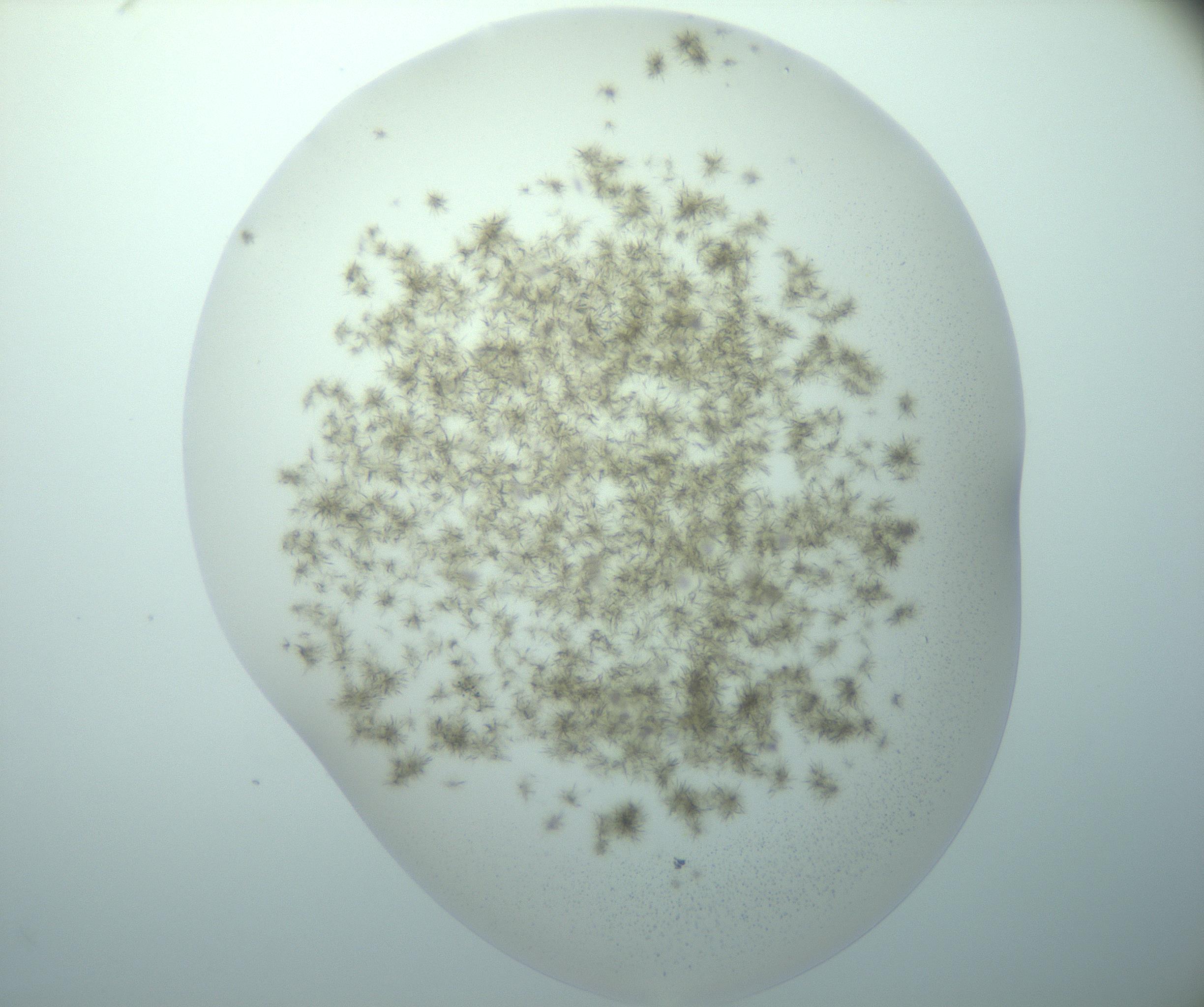 RI01_03_000_0212_Proj1_Clon1_MC_0000MC103193_007_170105_03_02_01_00_99_002_001_RAI.jpg