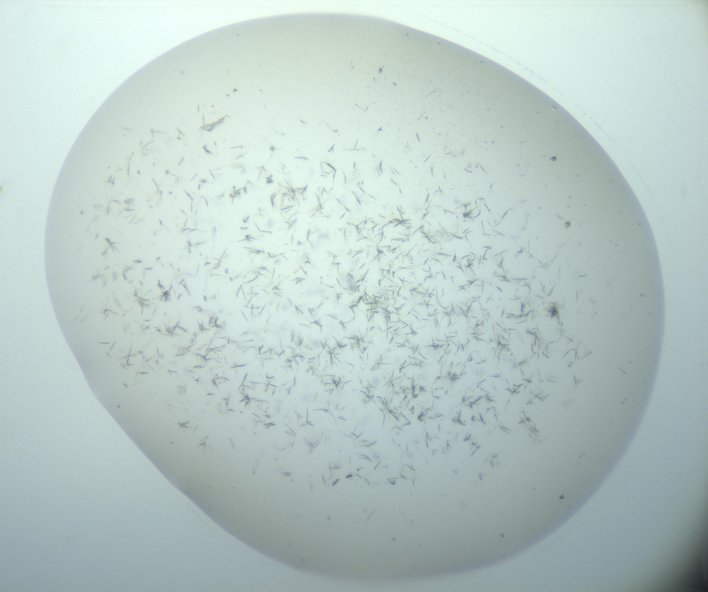 RI01_03_000_0212_Proj1_Clon1_MC_0000MC103193_007_170105_03_03_02_00_99_002_001_RAI.jpg