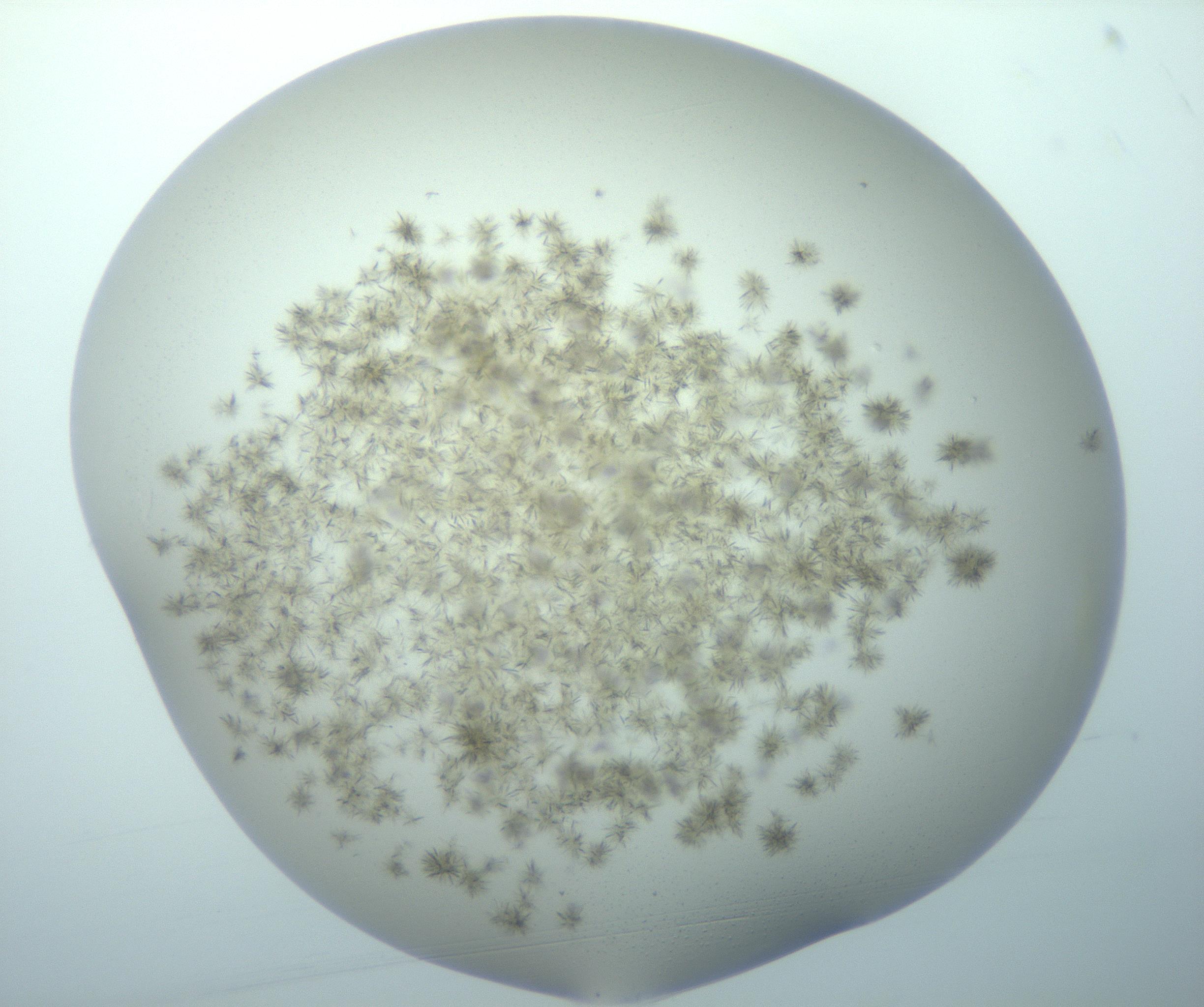 RI01_03_000_0212_Proj1_Clon1_MC_0000MC103193_007_170105_04_01_01_00_99_002_001_RAI.jpg