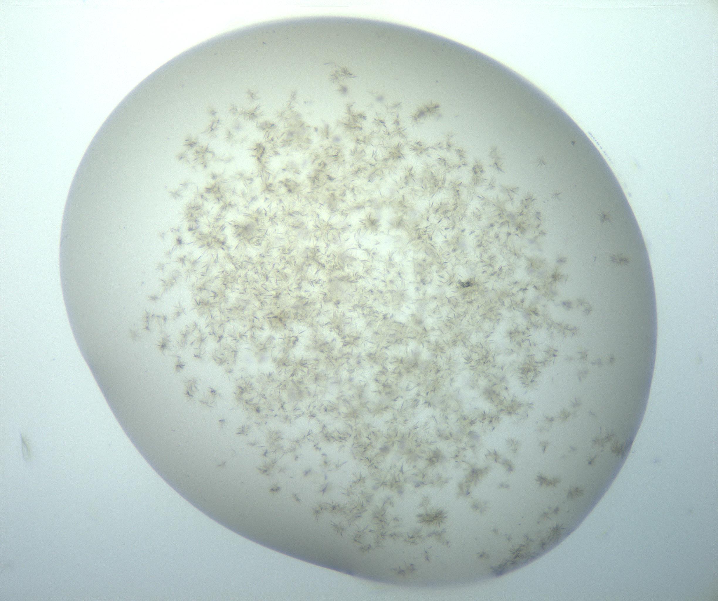 RI01_03_000_0212_Proj1_Clon1_MC_0000MC103193_007_170105_04_01_02_00_99_002_001_RAI.jpg