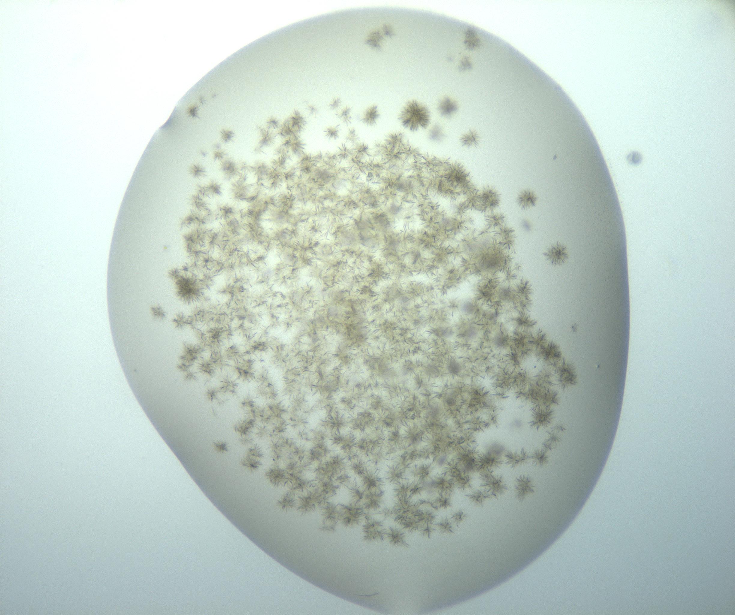 RI01_03_000_0212_Proj1_Clon1_MC_0000MC103193_007_170105_04_02_01_00_99_002_001_RAI.jpg