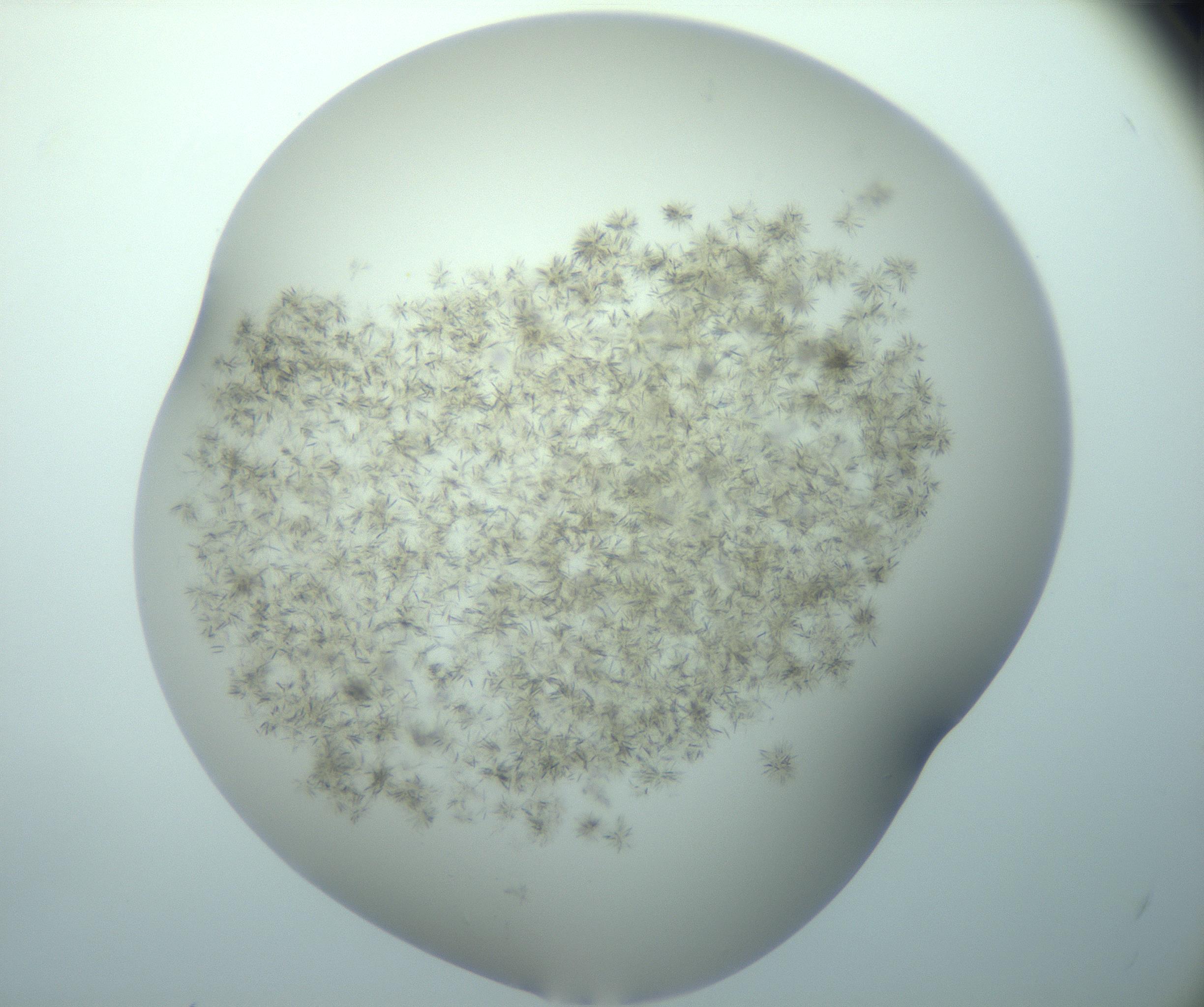 RI01_03_000_0212_Proj1_Clon1_MC_0000MC103193_007_170105_05_01_01_00_99_002_001_RAI.jpg