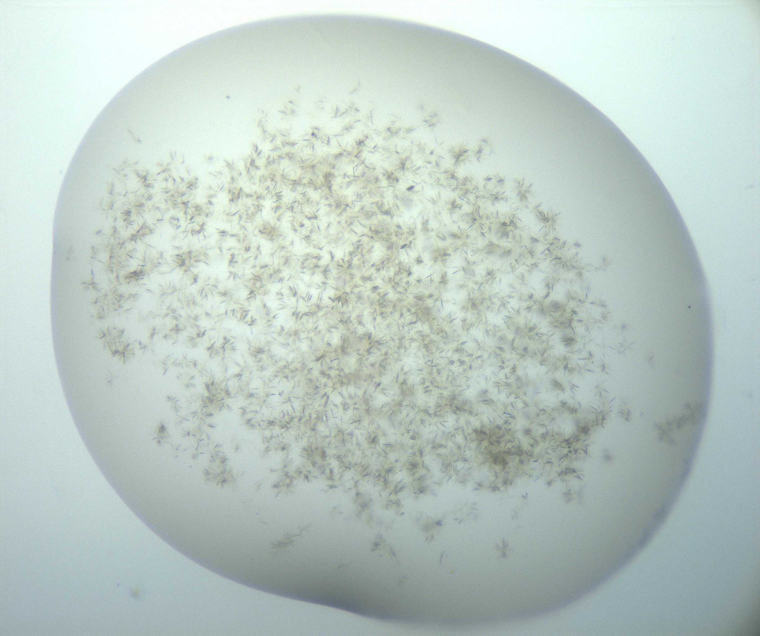 RI01_03_000_0212_Proj1_Clon1_MC_0000MC103193_007_170105_05_01_02_00_99_002_001_RAI.jpg